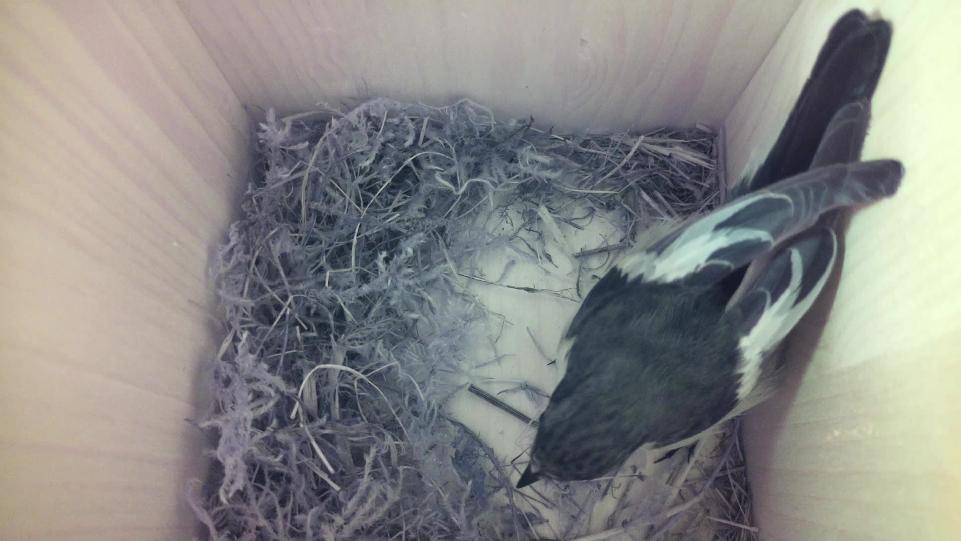Aufnahme aus dem Vogelhaus