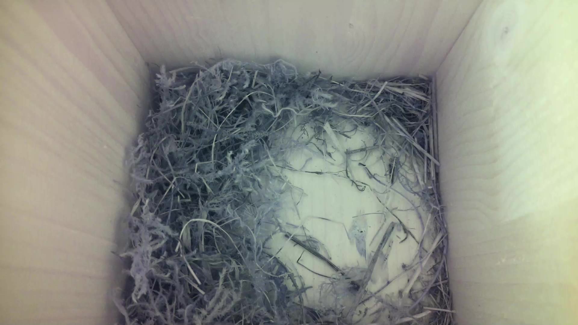Aufnahme aus dem Vogelhaus