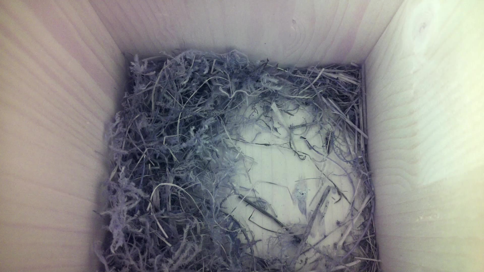 Aufnahme aus dem Vogelhaus