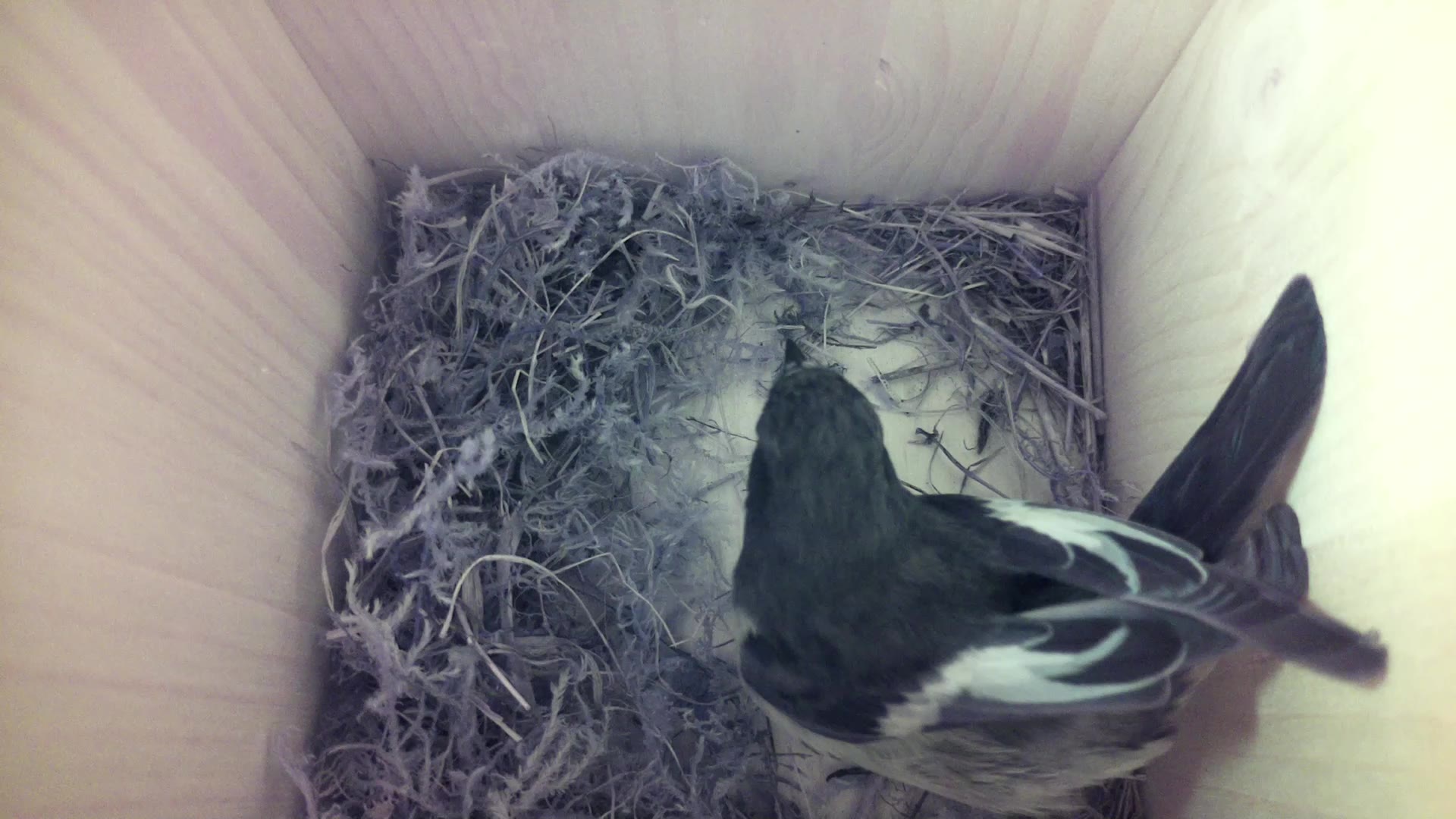 Aufnahme aus dem Vogelhaus
