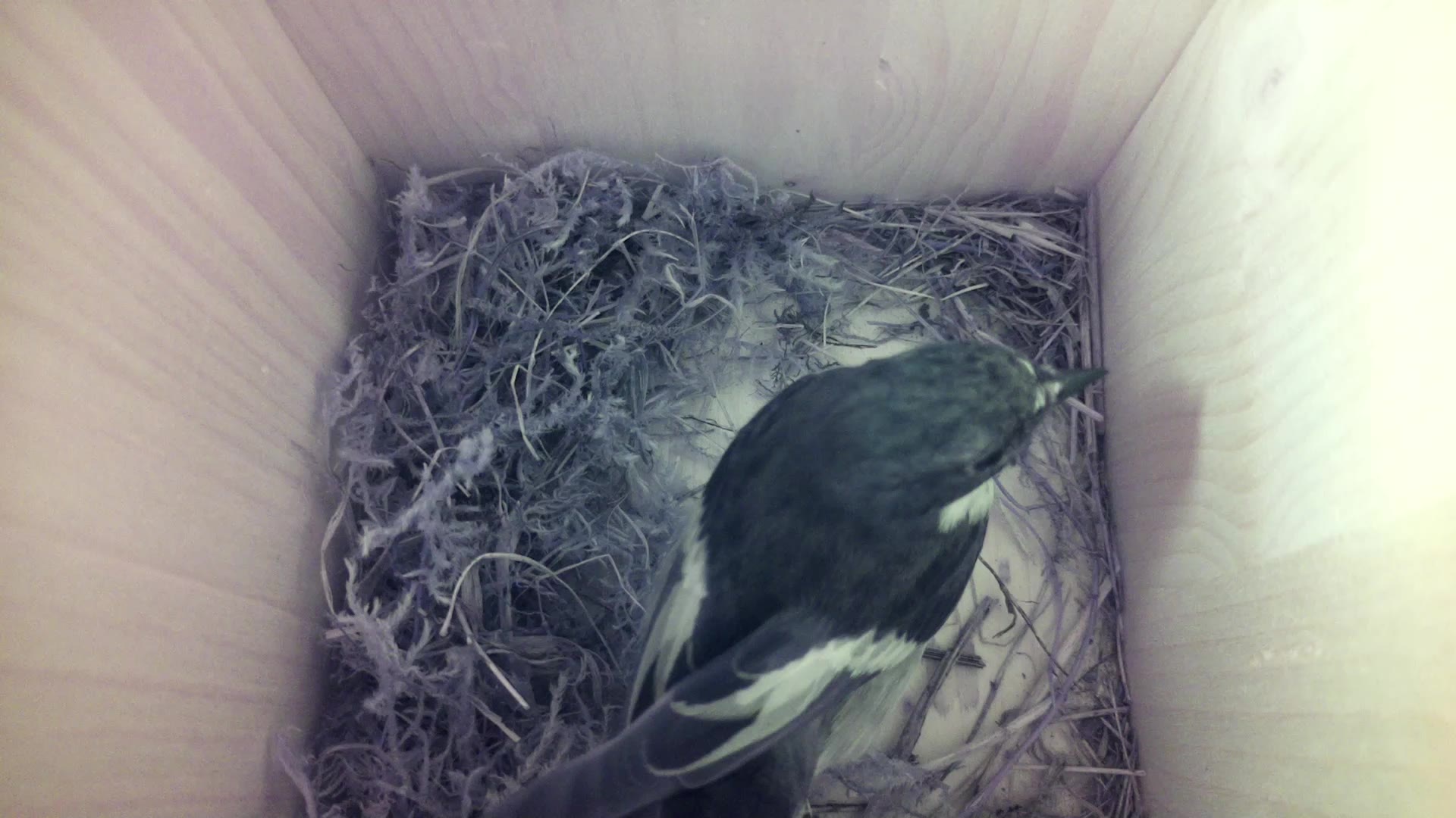 Aufnahme aus dem Vogelhaus