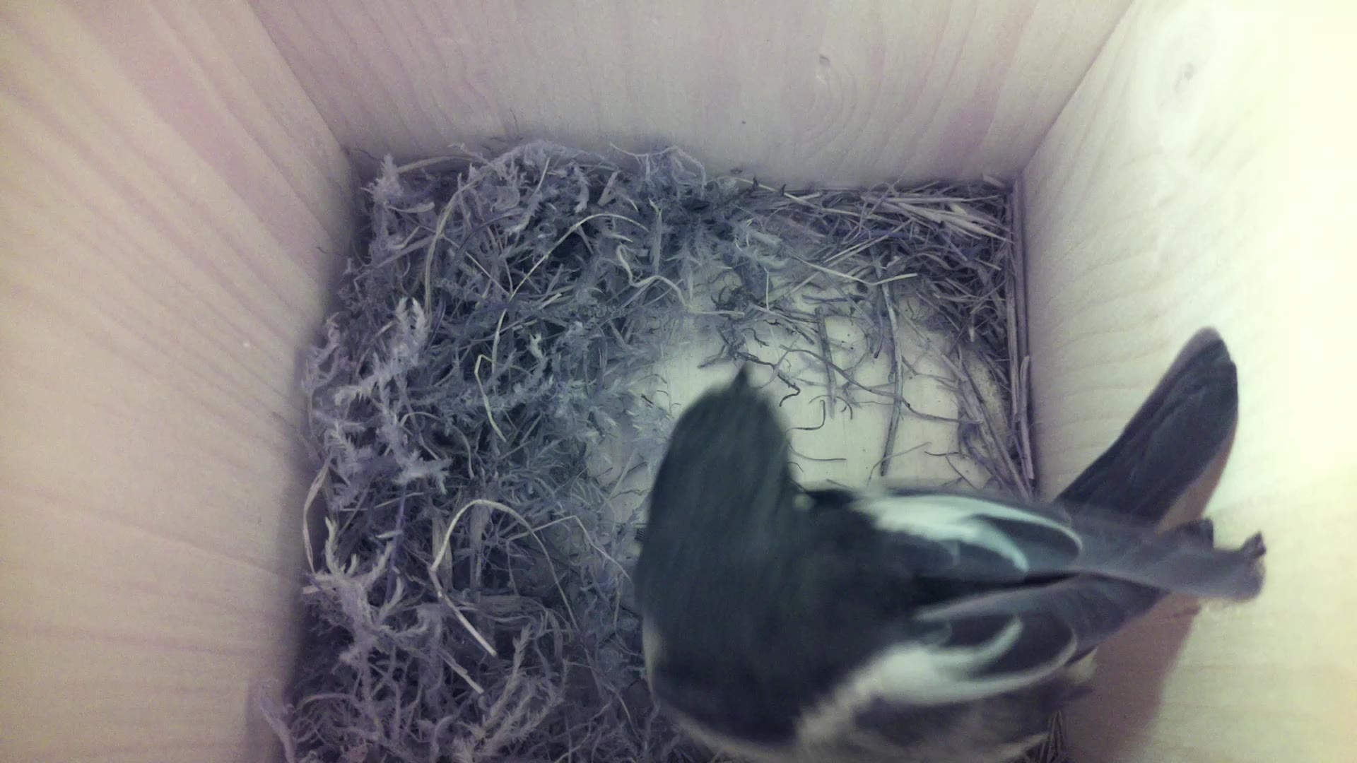 Aufnahme aus dem Vogelhaus