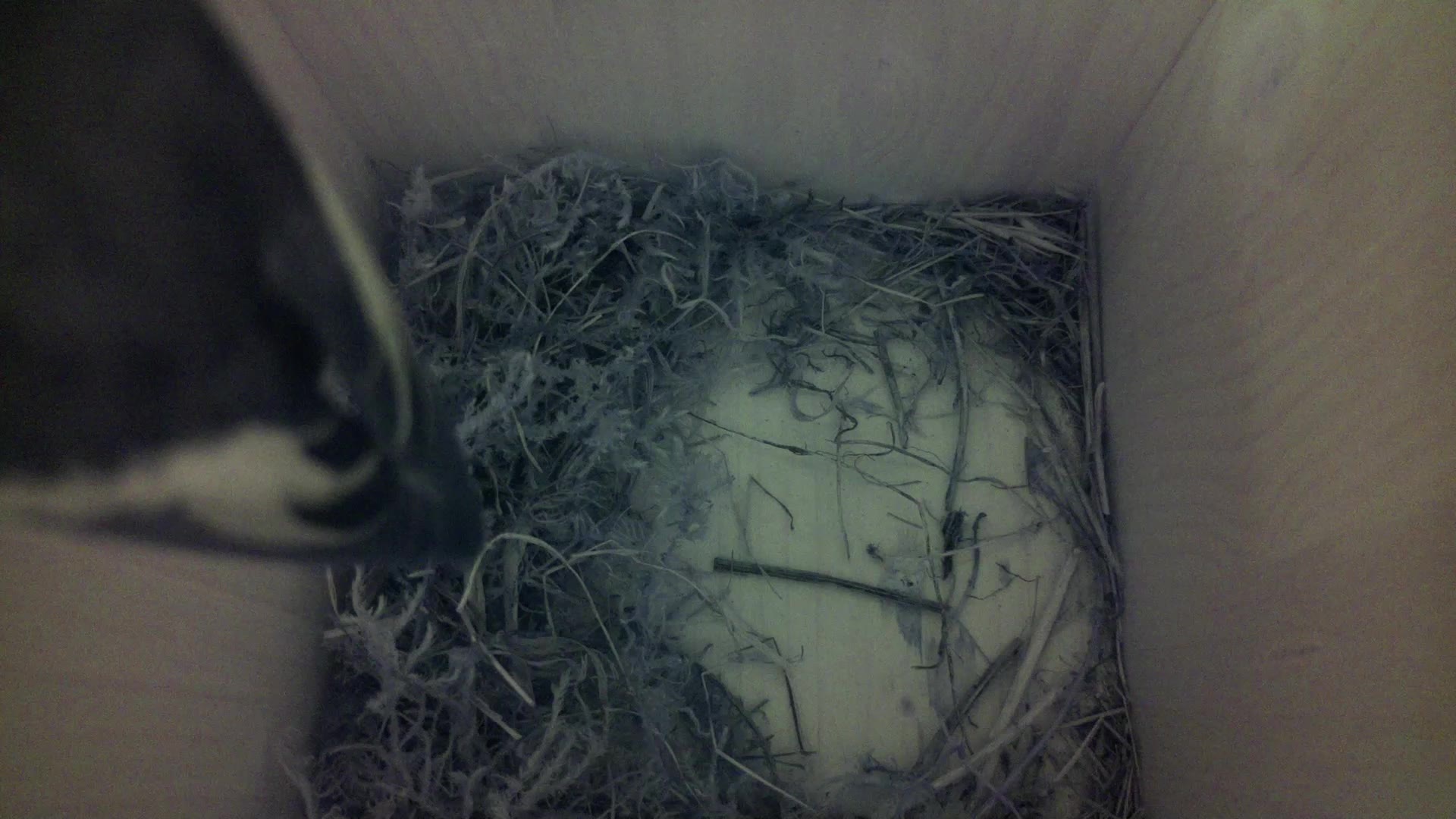 Aufnahme aus dem Vogelhaus