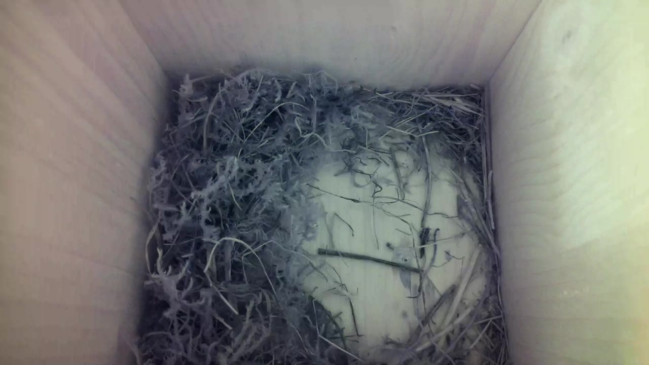 Aufnahme aus dem Vogelhaus