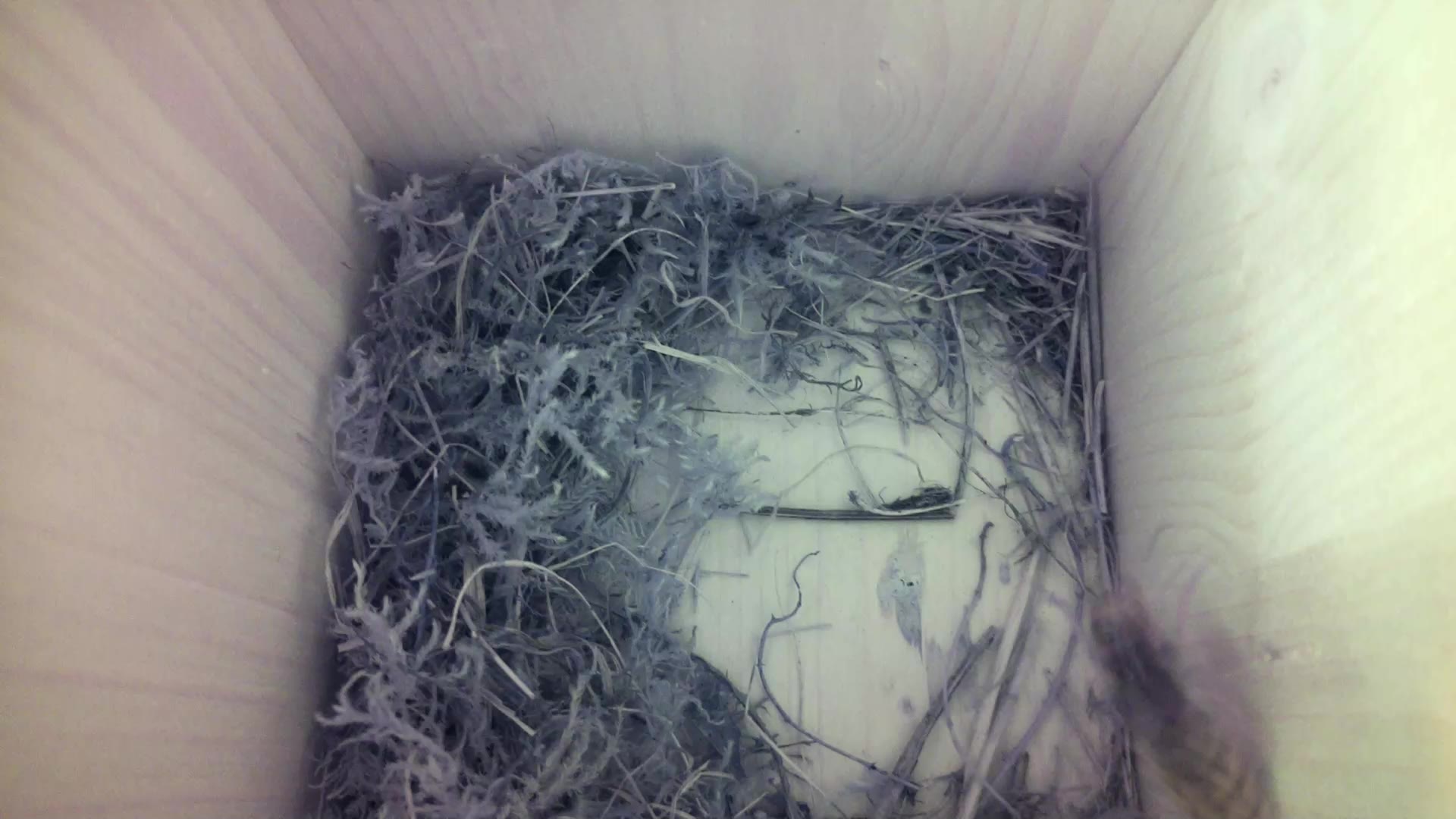 Aufnahme aus dem Vogelhaus