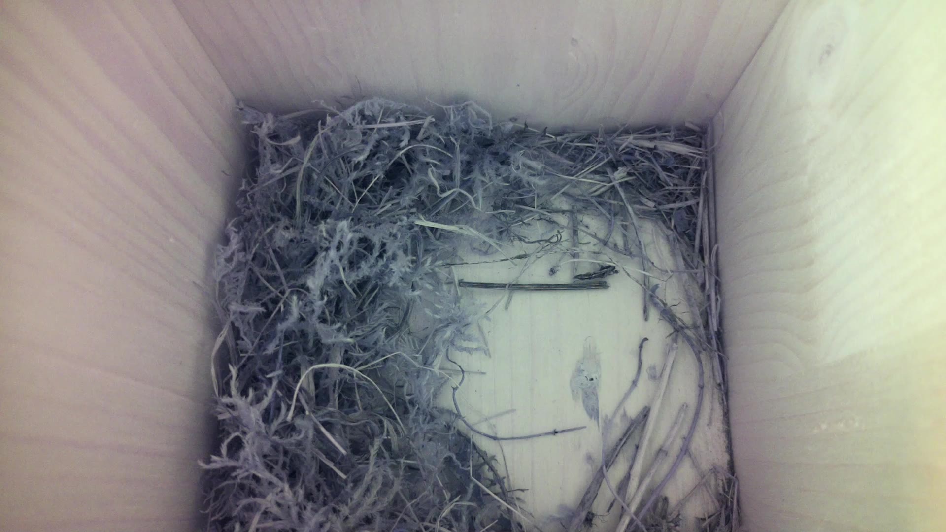 Aufnahme aus dem Vogelhaus