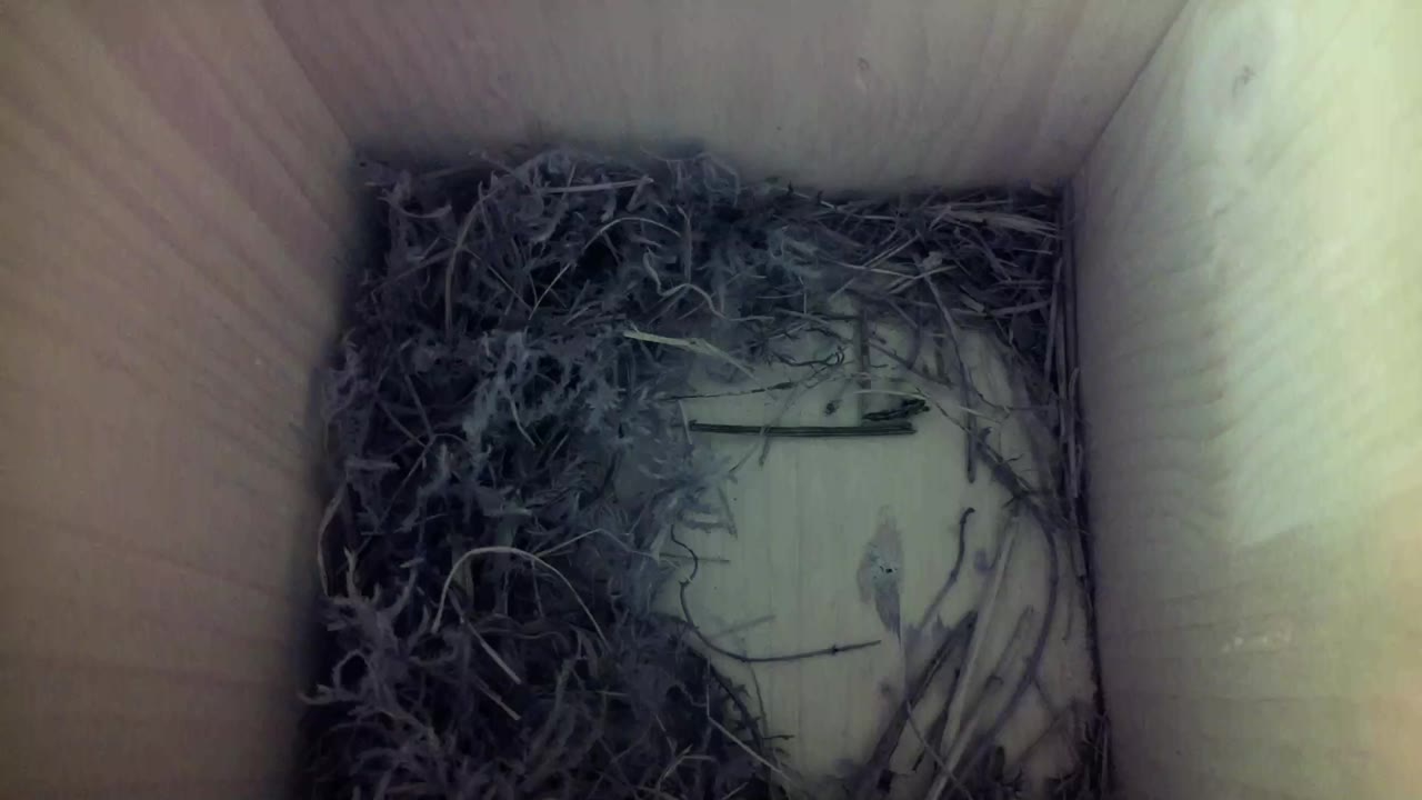 Aufnahme aus dem Vogelhaus