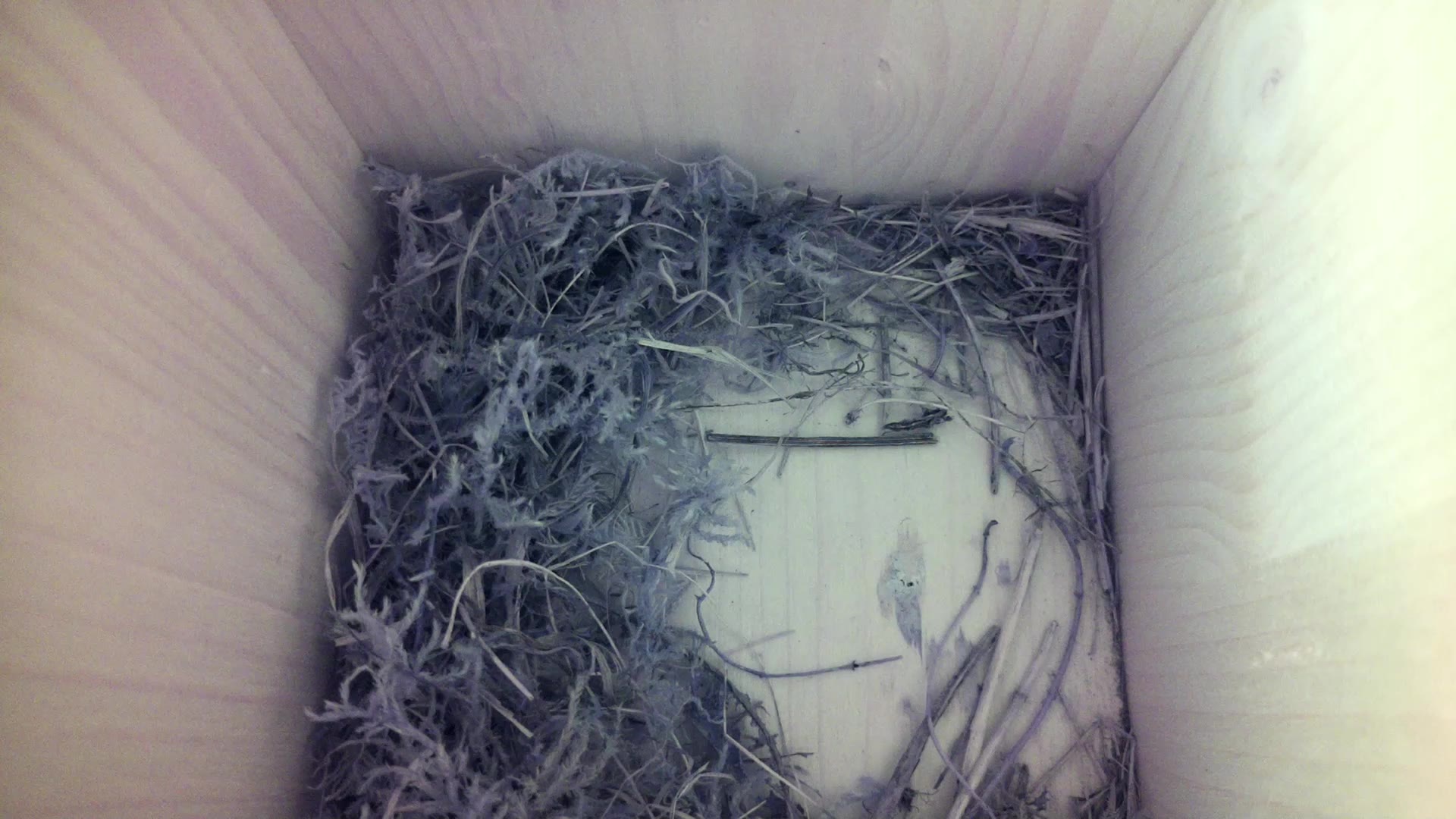 Aufnahme aus dem Vogelhaus