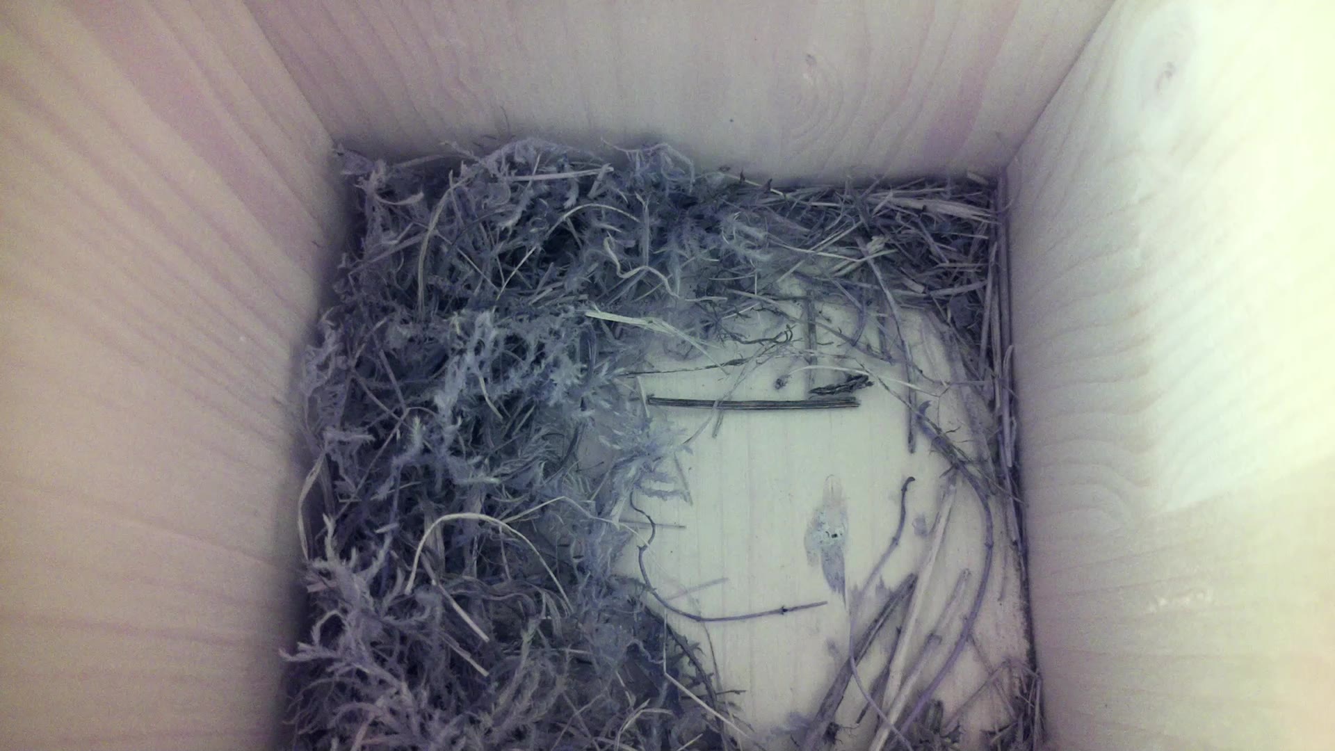 Aufnahme aus dem Vogelhaus