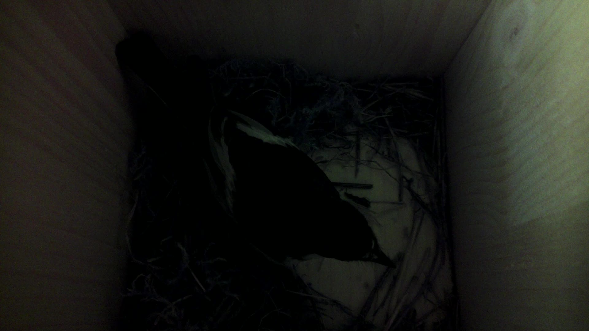 Aufnahme aus dem Vogelhaus