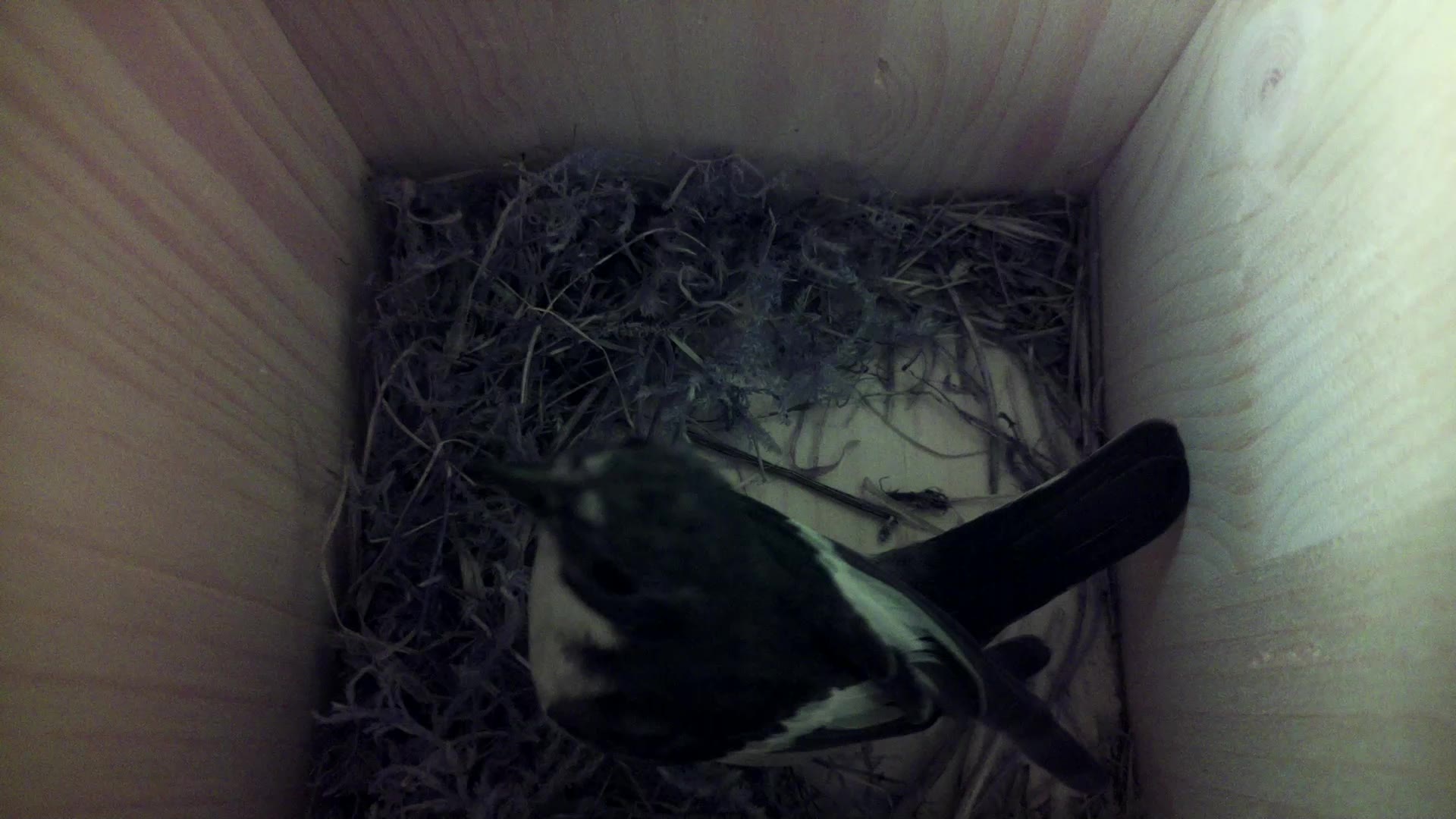 Aufnahme aus dem Vogelhaus
