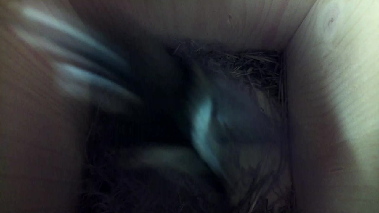 Aufnahme aus dem Vogelhaus