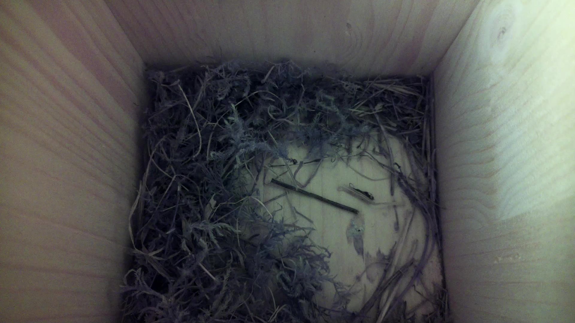 Aufnahme aus dem Vogelhaus