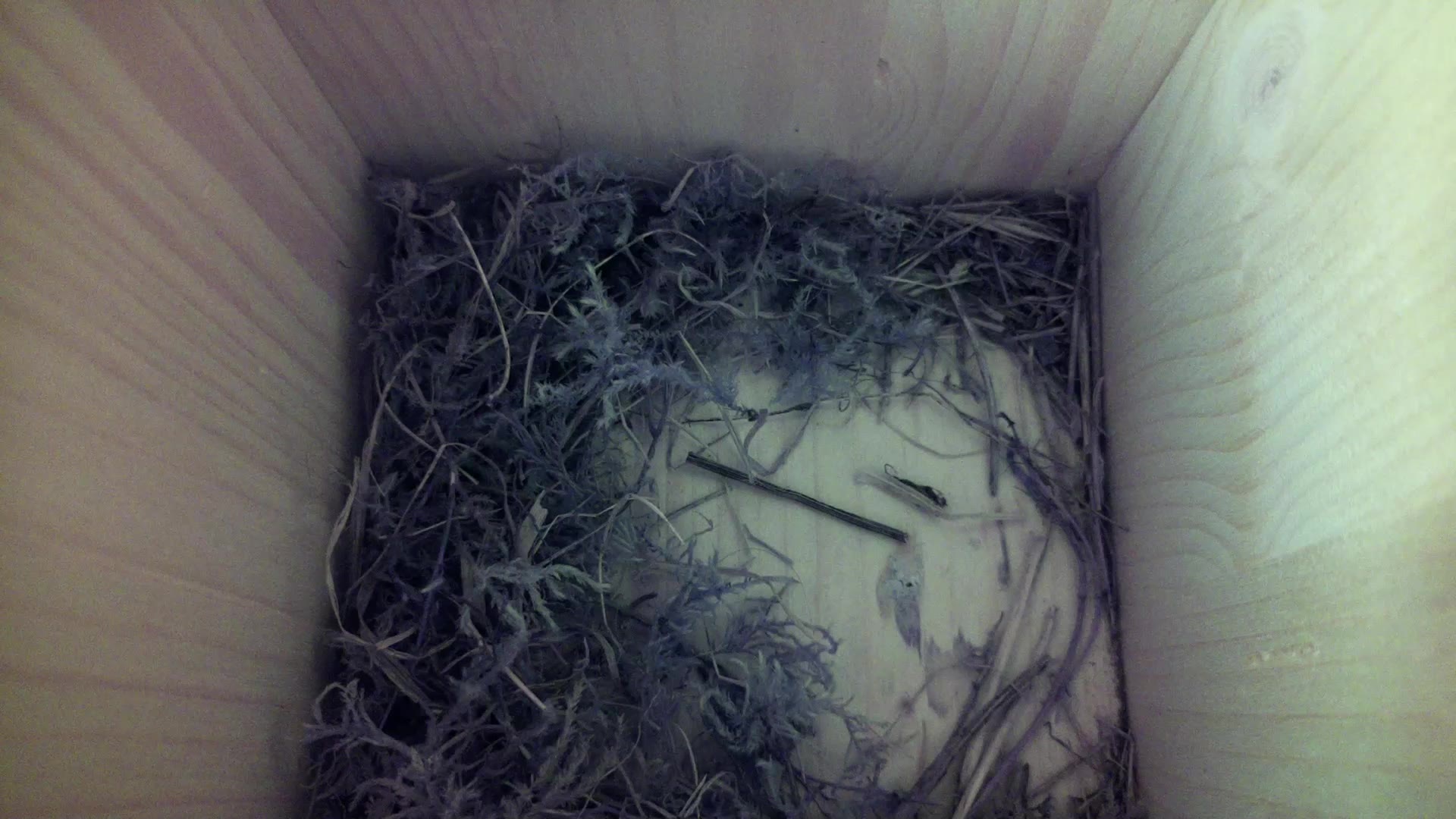 Aufnahme aus dem Vogelhaus