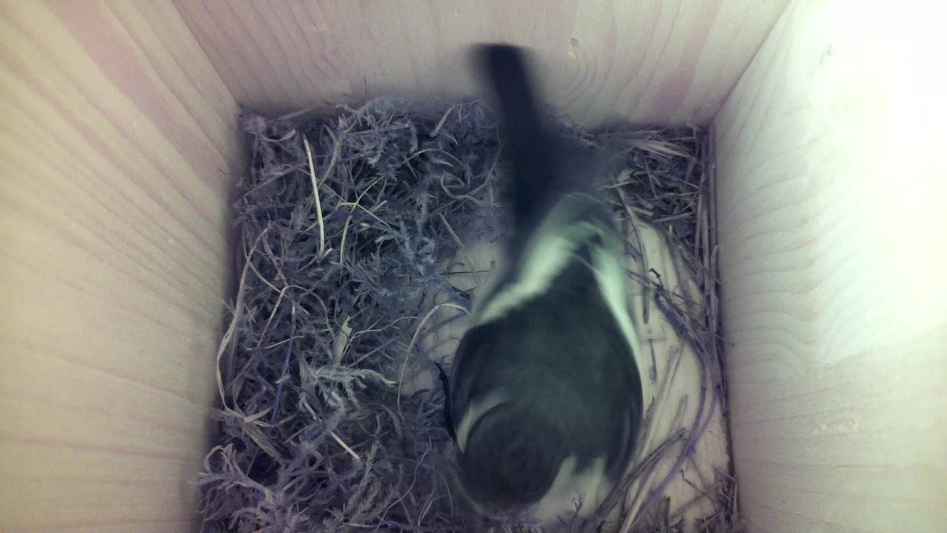 Aufnahme aus dem Vogelhaus