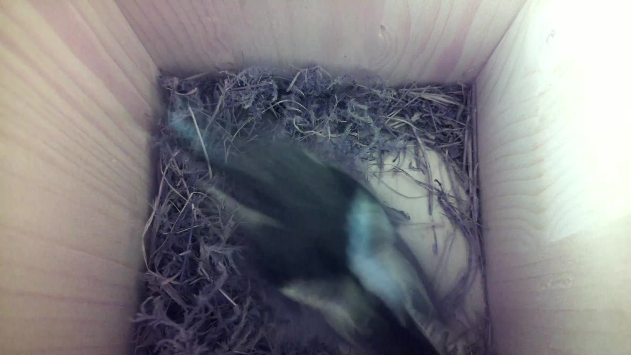 Aufnahme aus dem Vogelhaus