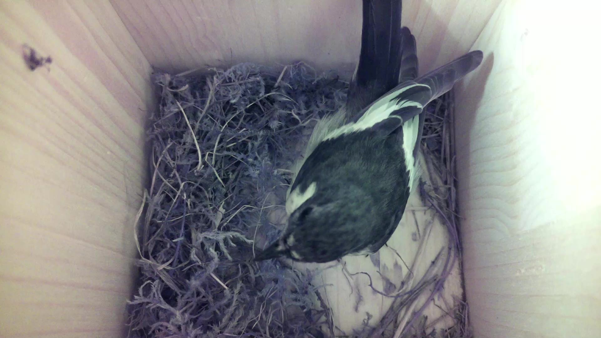 Aufnahme aus dem Vogelhaus