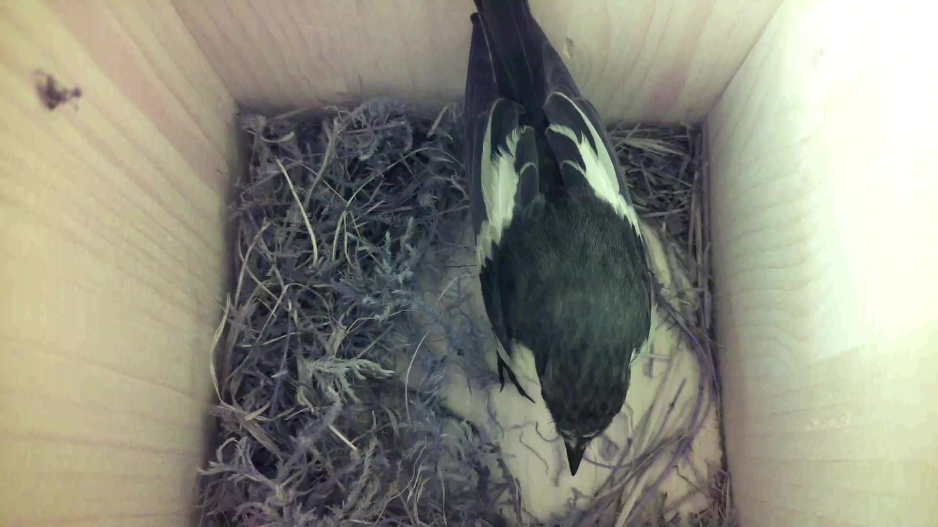 Aufnahme aus dem Vogelhaus
