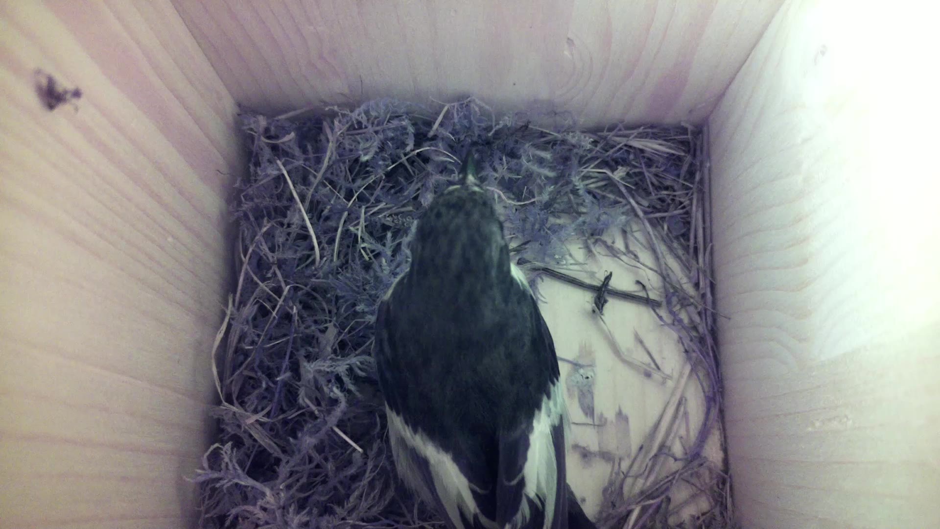 Aufnahme aus dem Vogelhaus