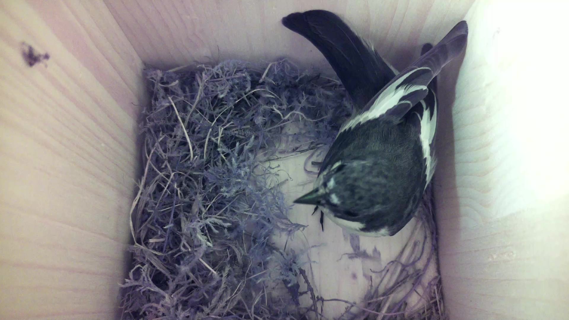 Aufnahme aus dem Vogelhaus