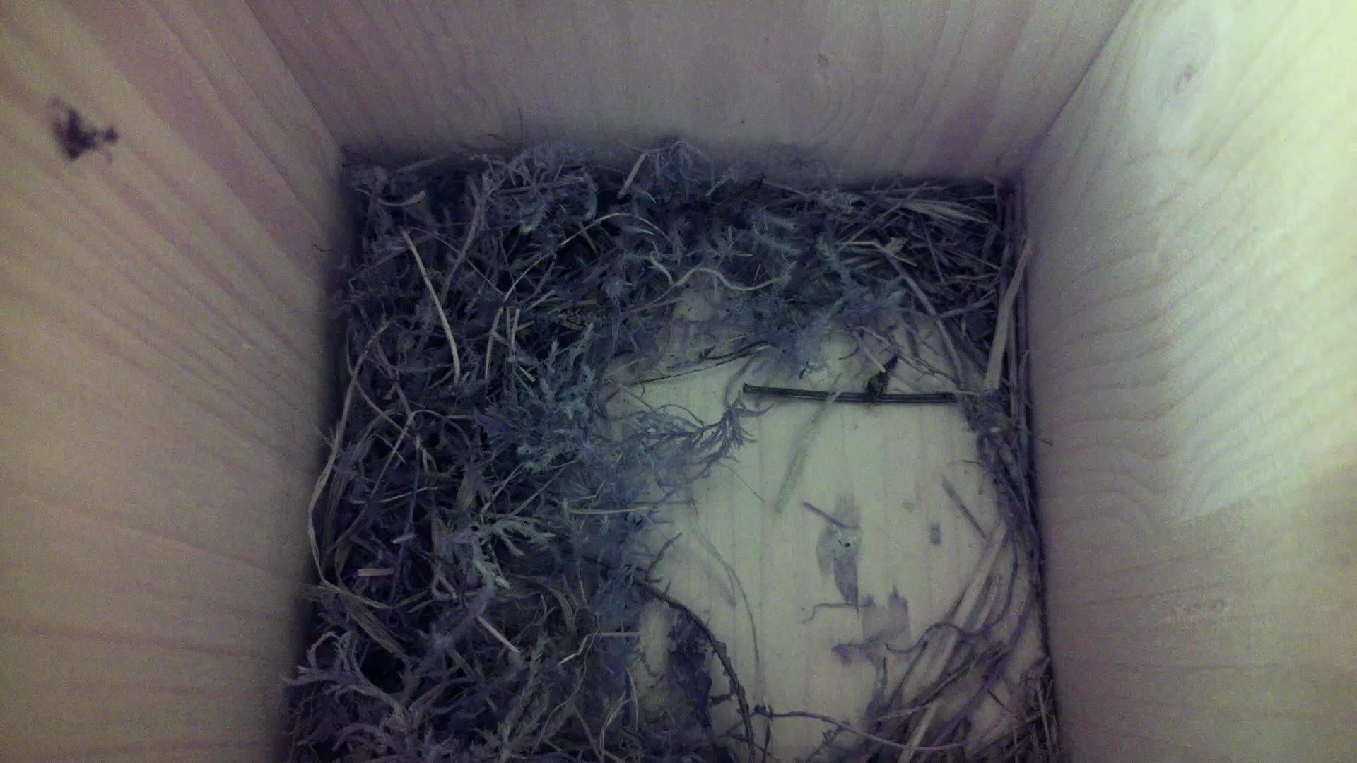 Aufnahme aus dem Vogelhaus