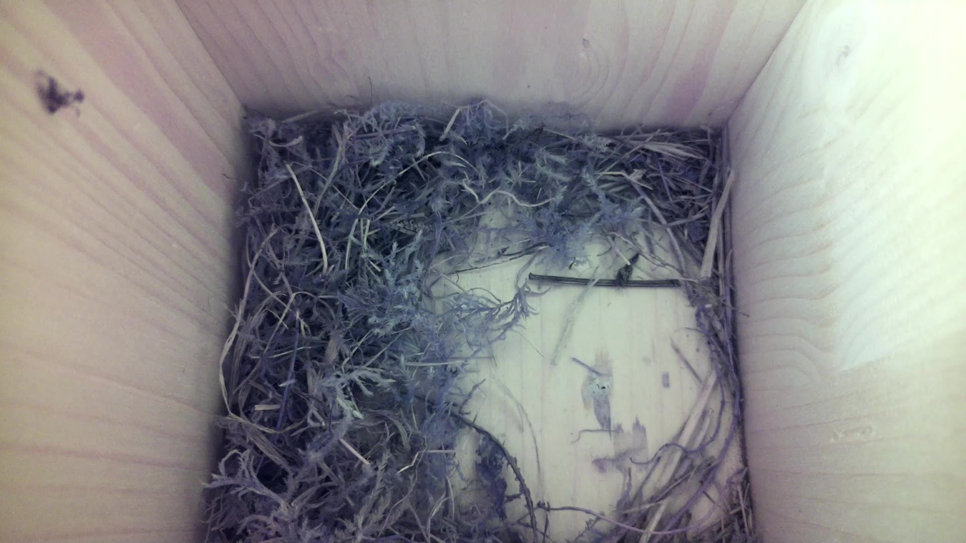 Aufnahme aus dem Vogelhaus