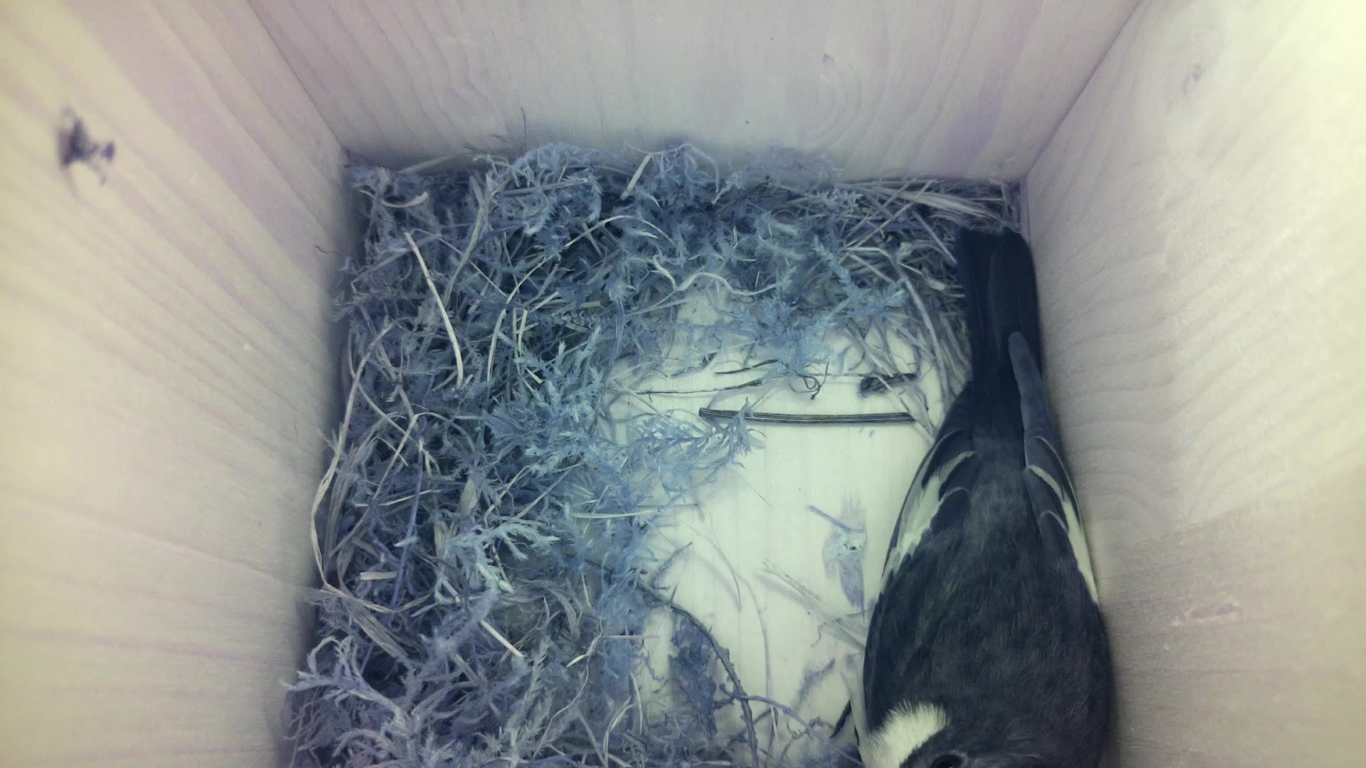 Aufnahme aus dem Vogelhaus
