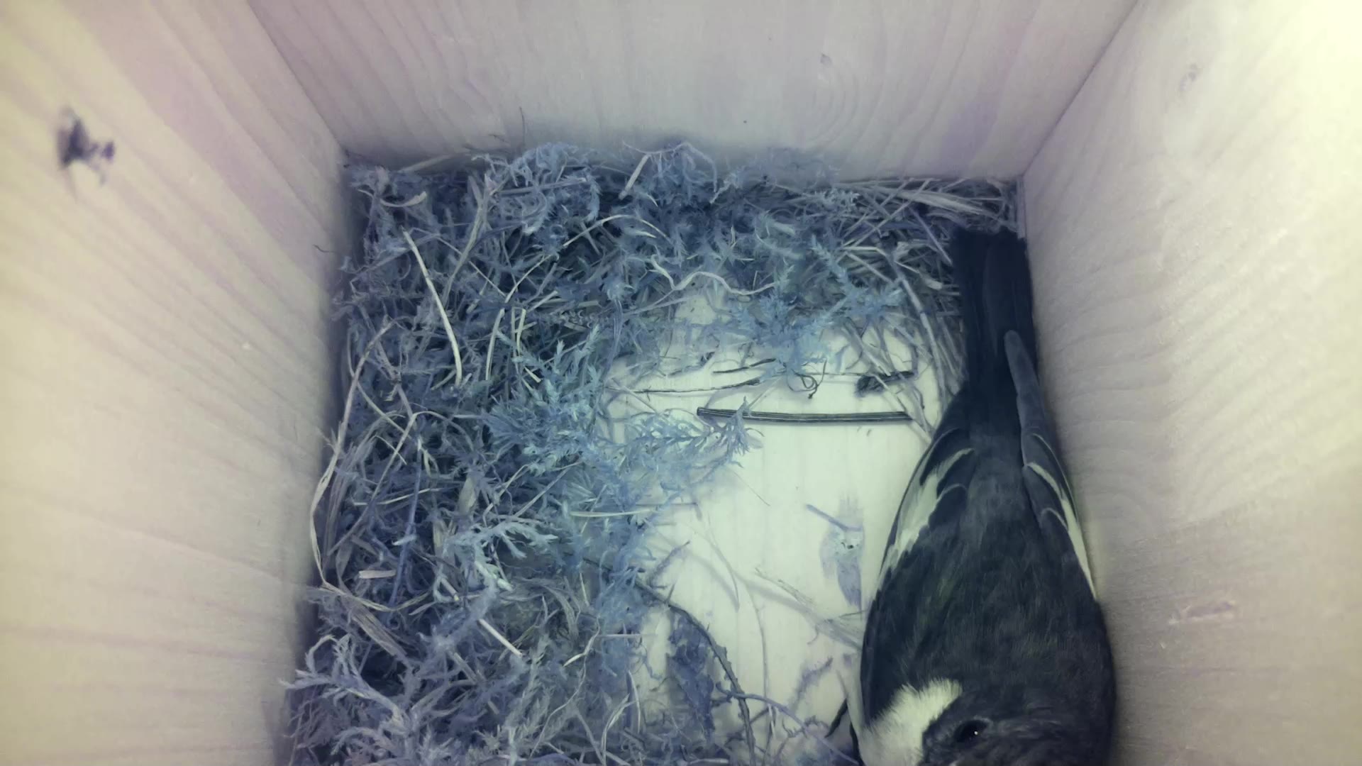 Aufnahme aus dem Vogelhaus