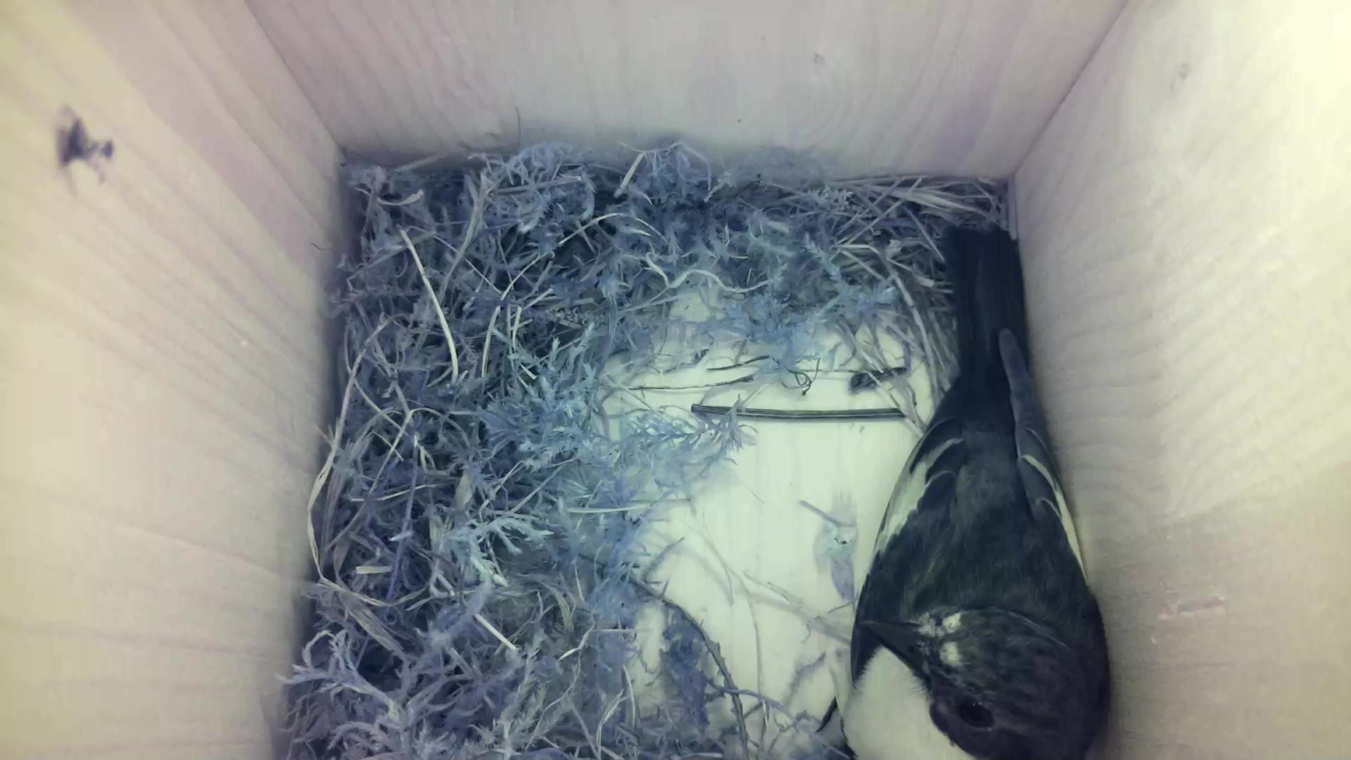 Aufnahme aus dem Vogelhaus