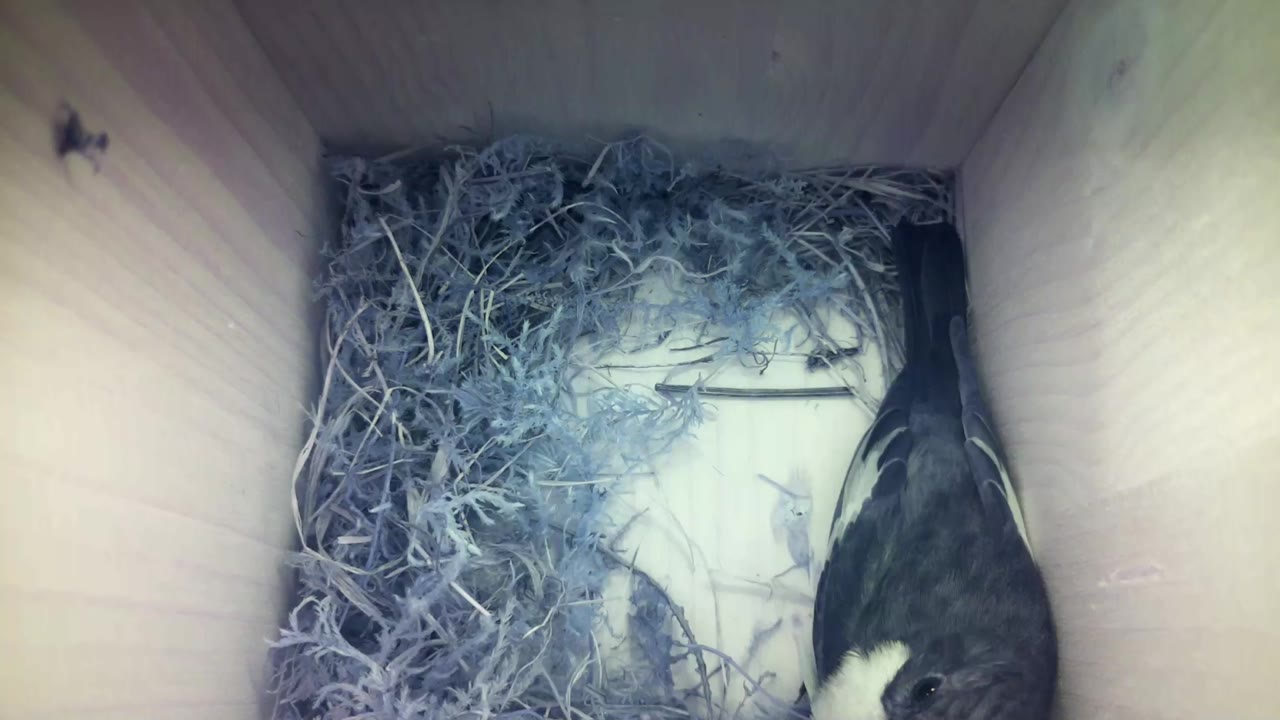 Aufnahme aus dem Vogelhaus