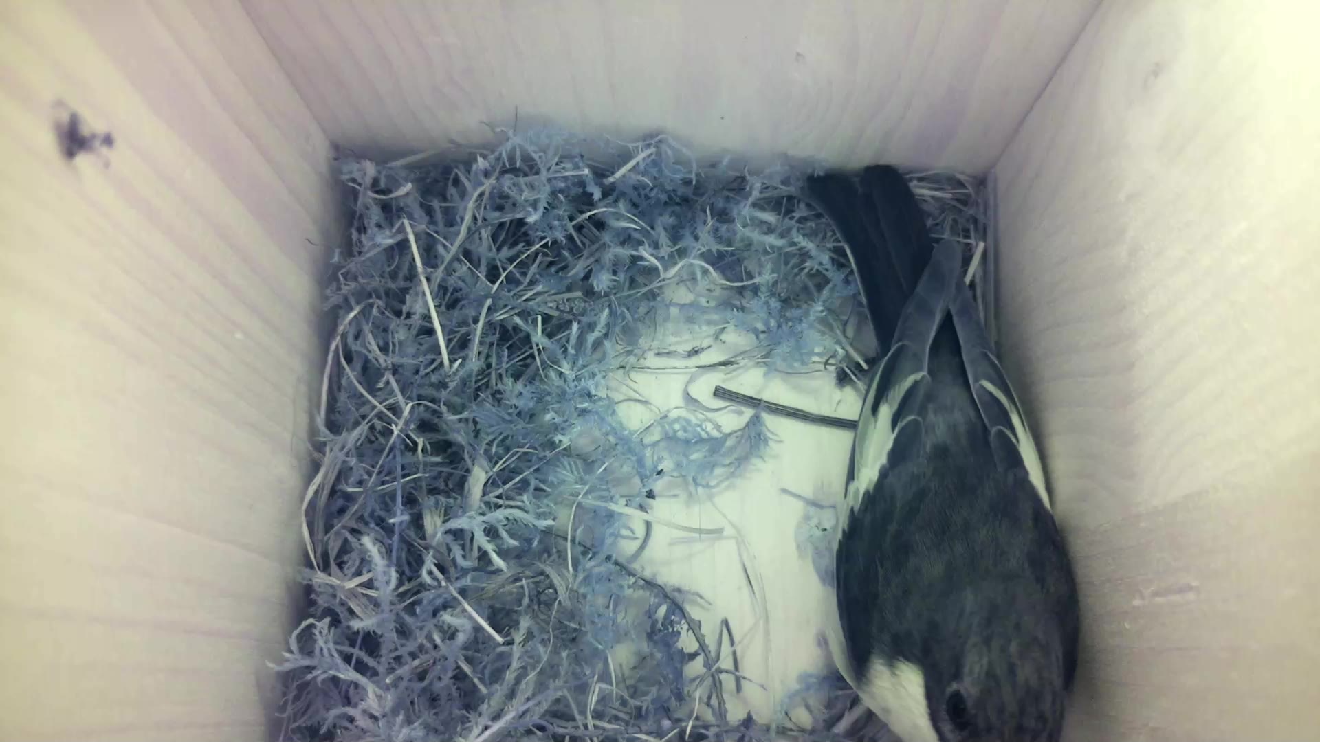 Aufnahme aus dem Vogelhaus