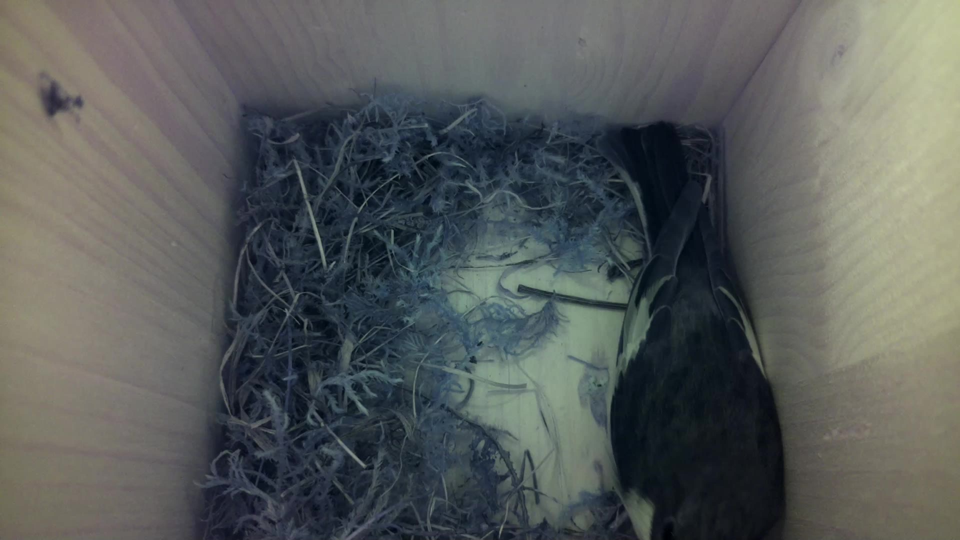 Aufnahme aus dem Vogelhaus