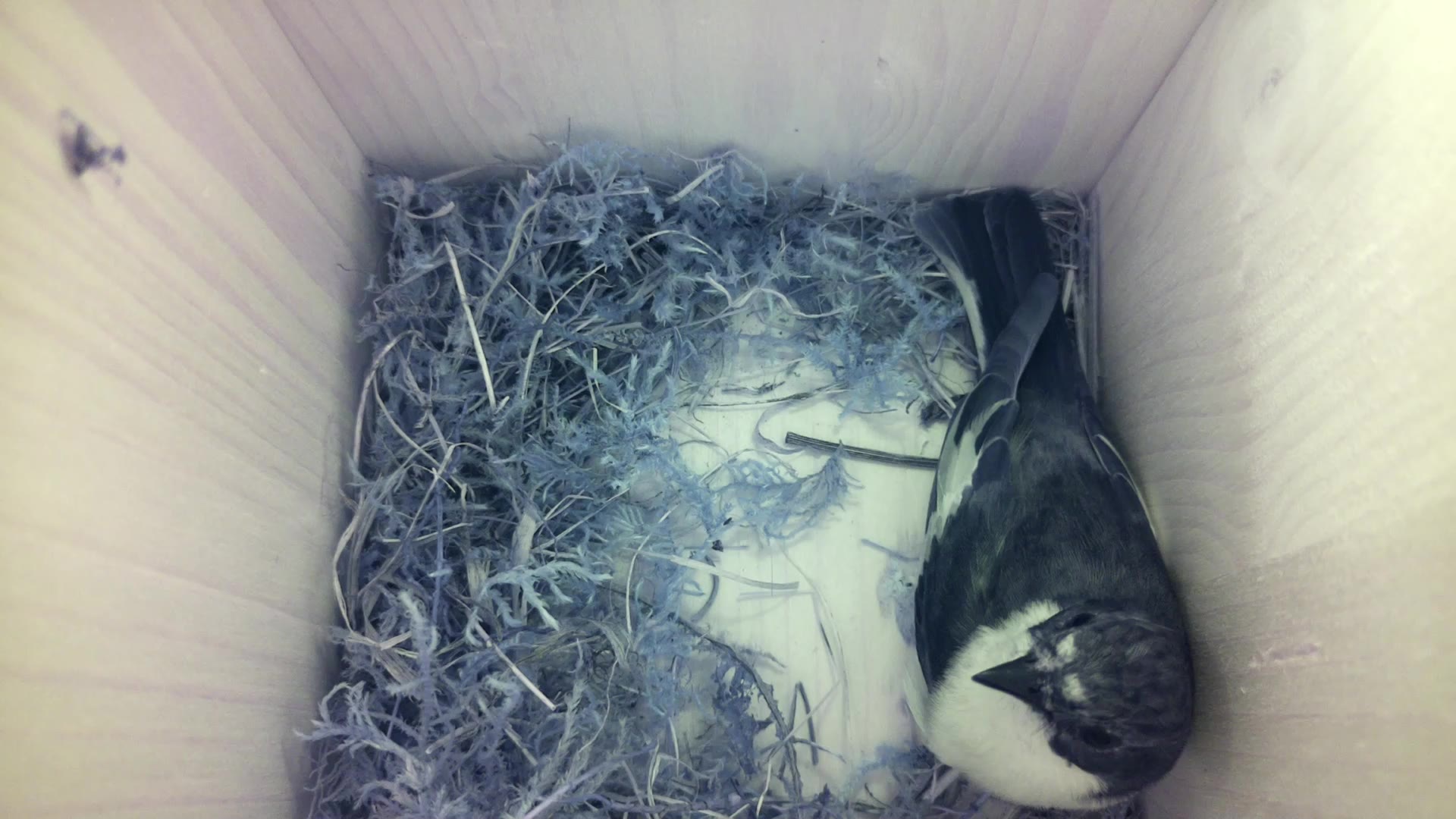 Aufnahme aus dem Vogelhaus