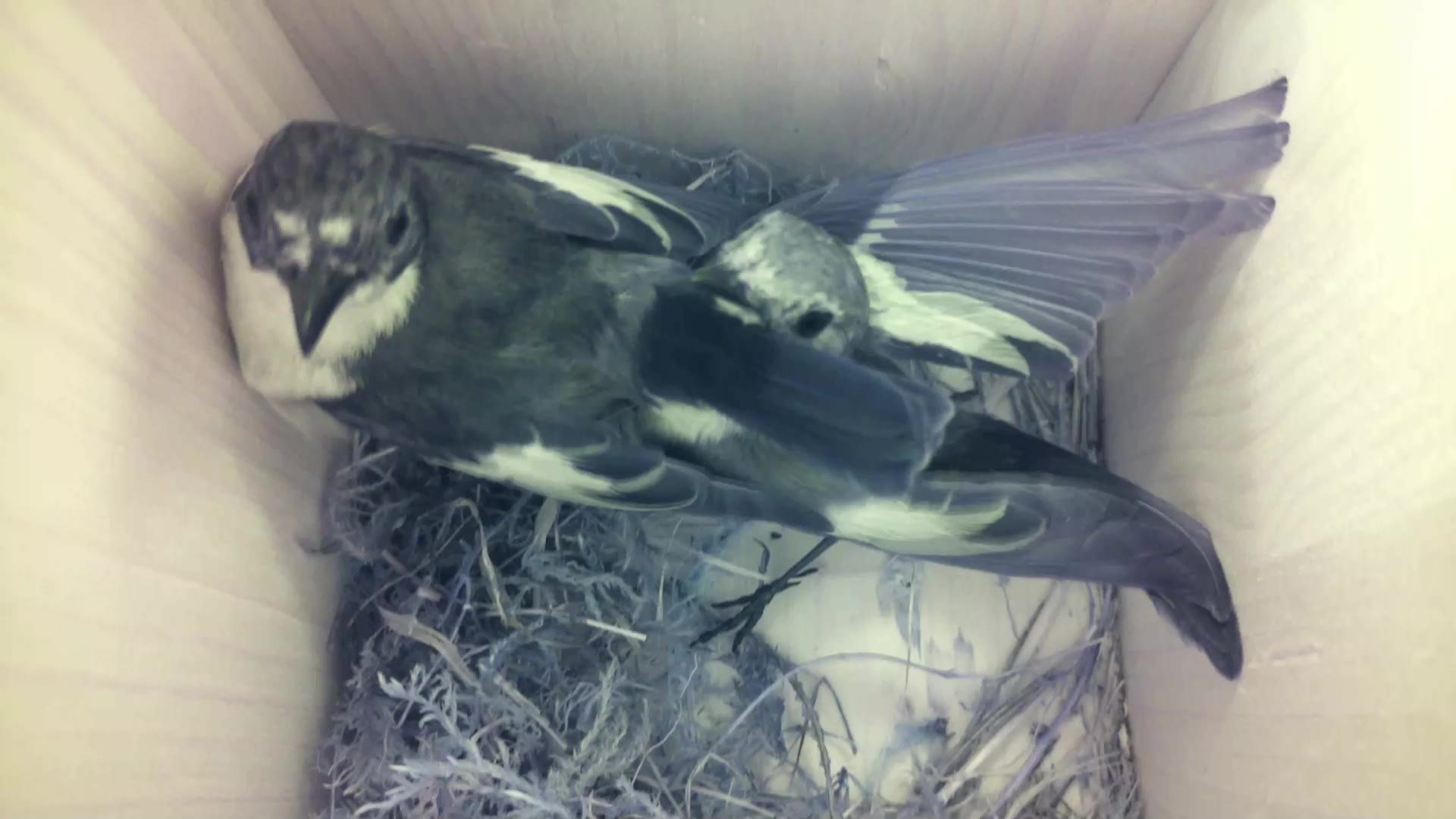 Aufnahme aus dem Vogelhaus