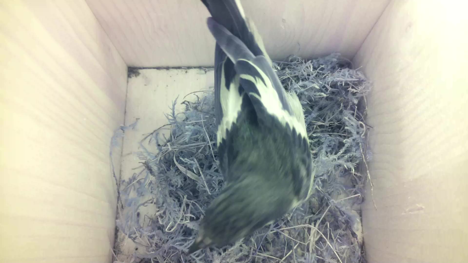 Aufnahme aus dem Vogelhaus