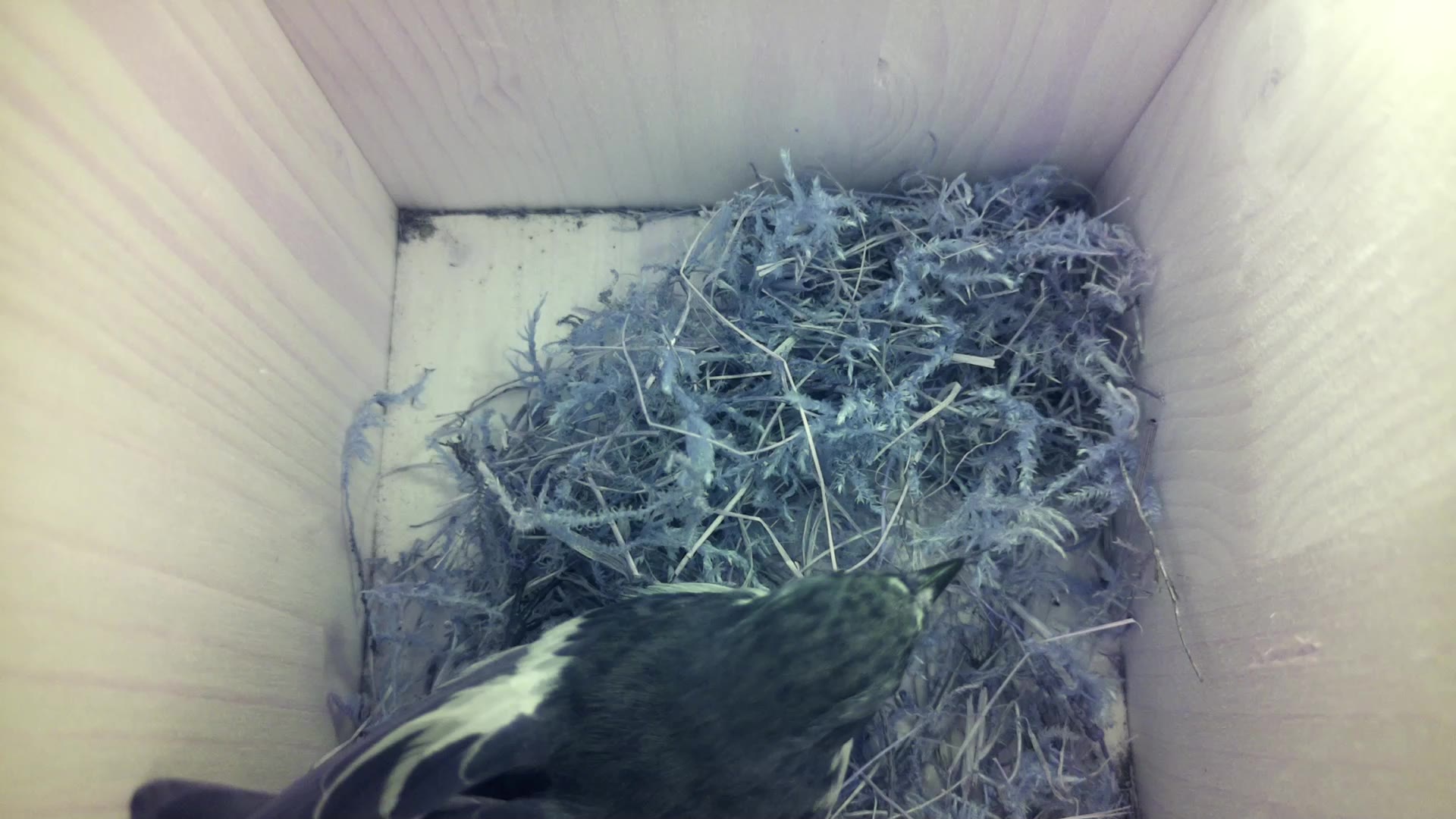 Aufnahme aus dem Vogelhaus