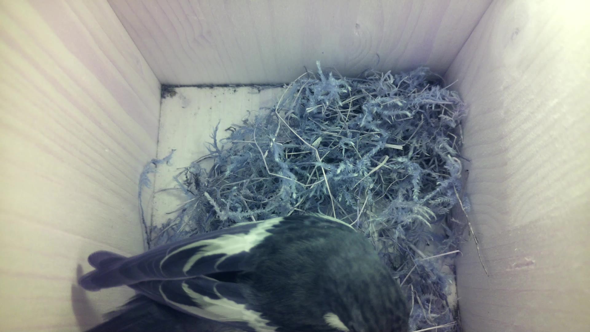 Aufnahme aus dem Vogelhaus