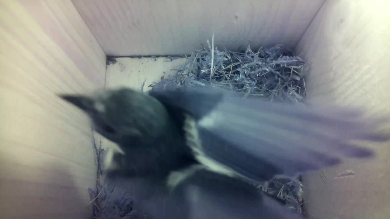Aufnahme aus dem Vogelhaus