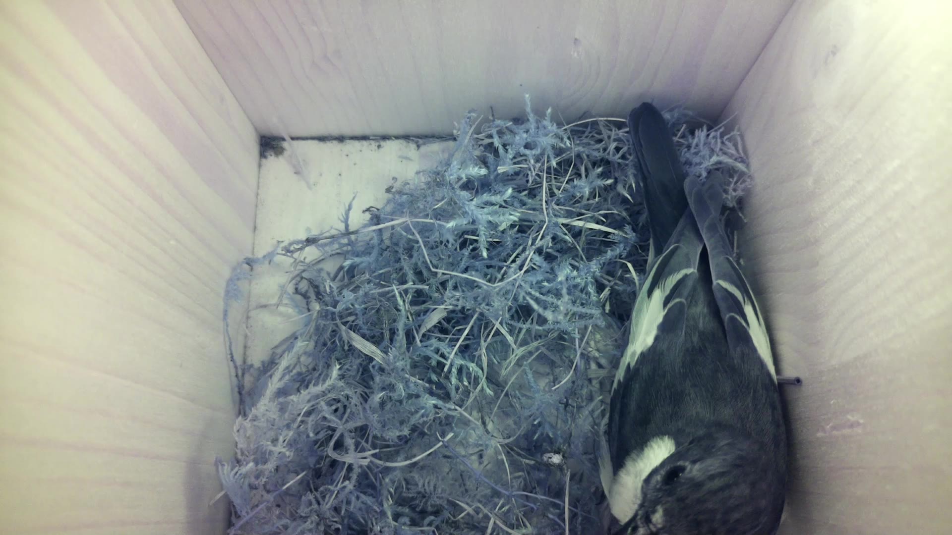 Aufnahme aus dem Vogelhaus