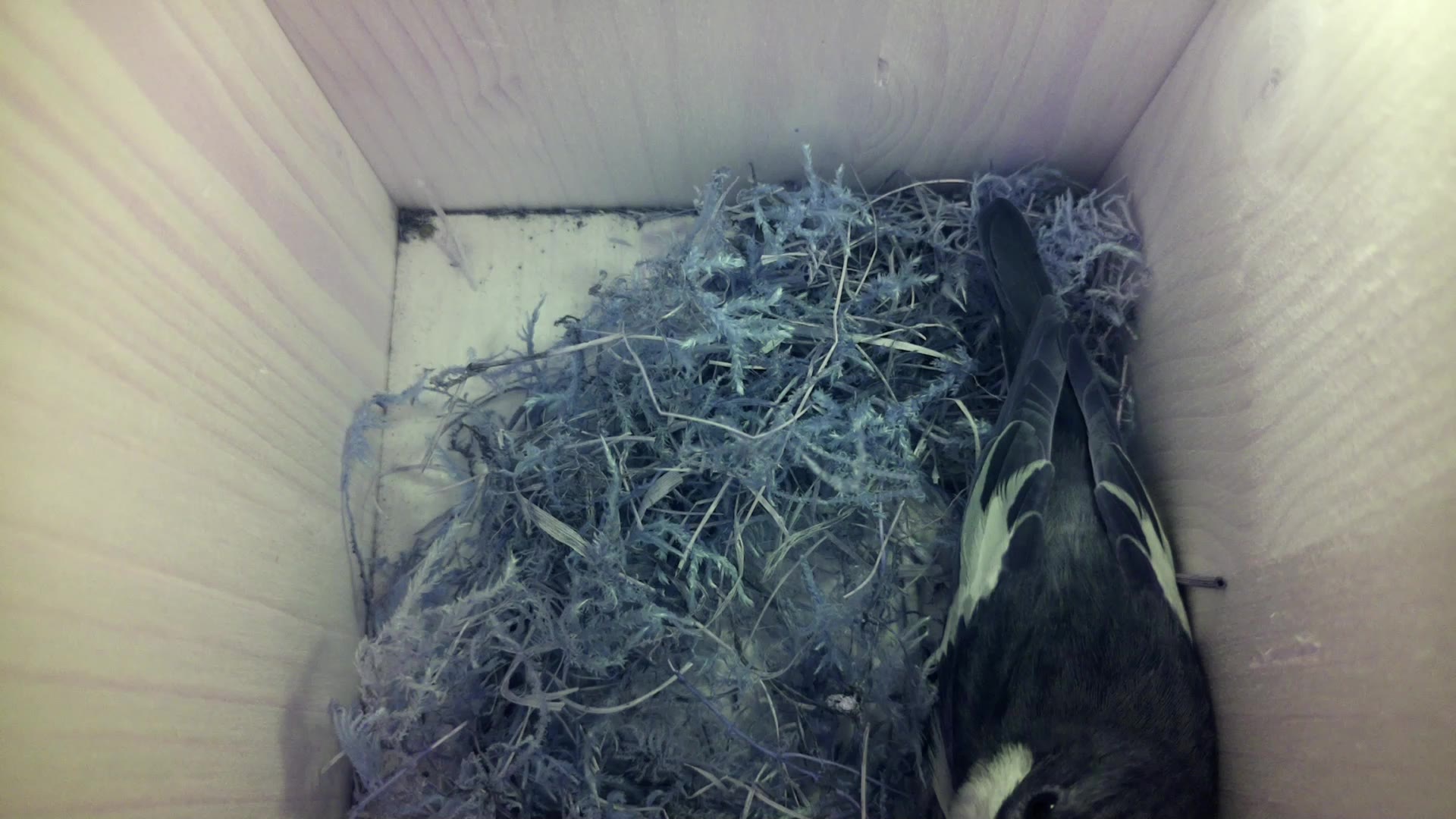 Aufnahme aus dem Vogelhaus