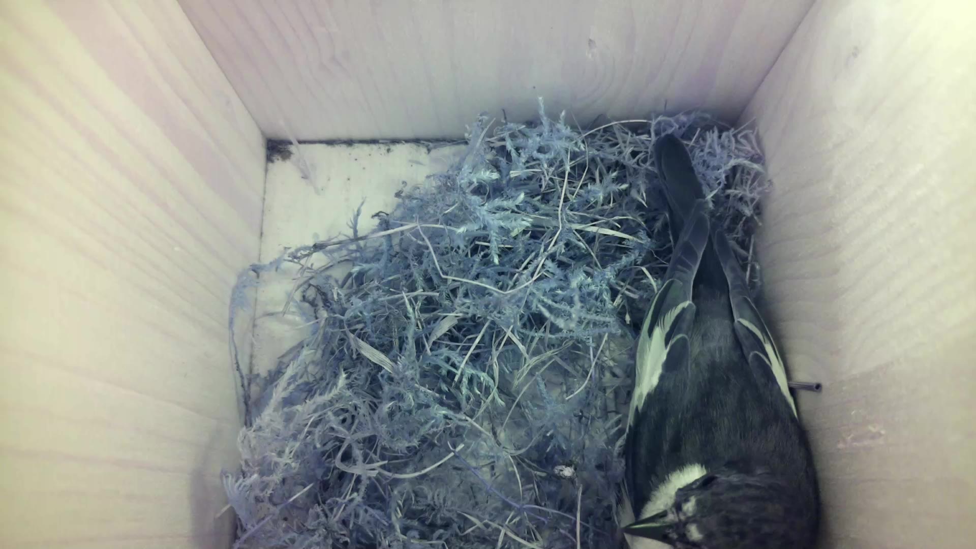 Aufnahme aus dem Vogelhaus