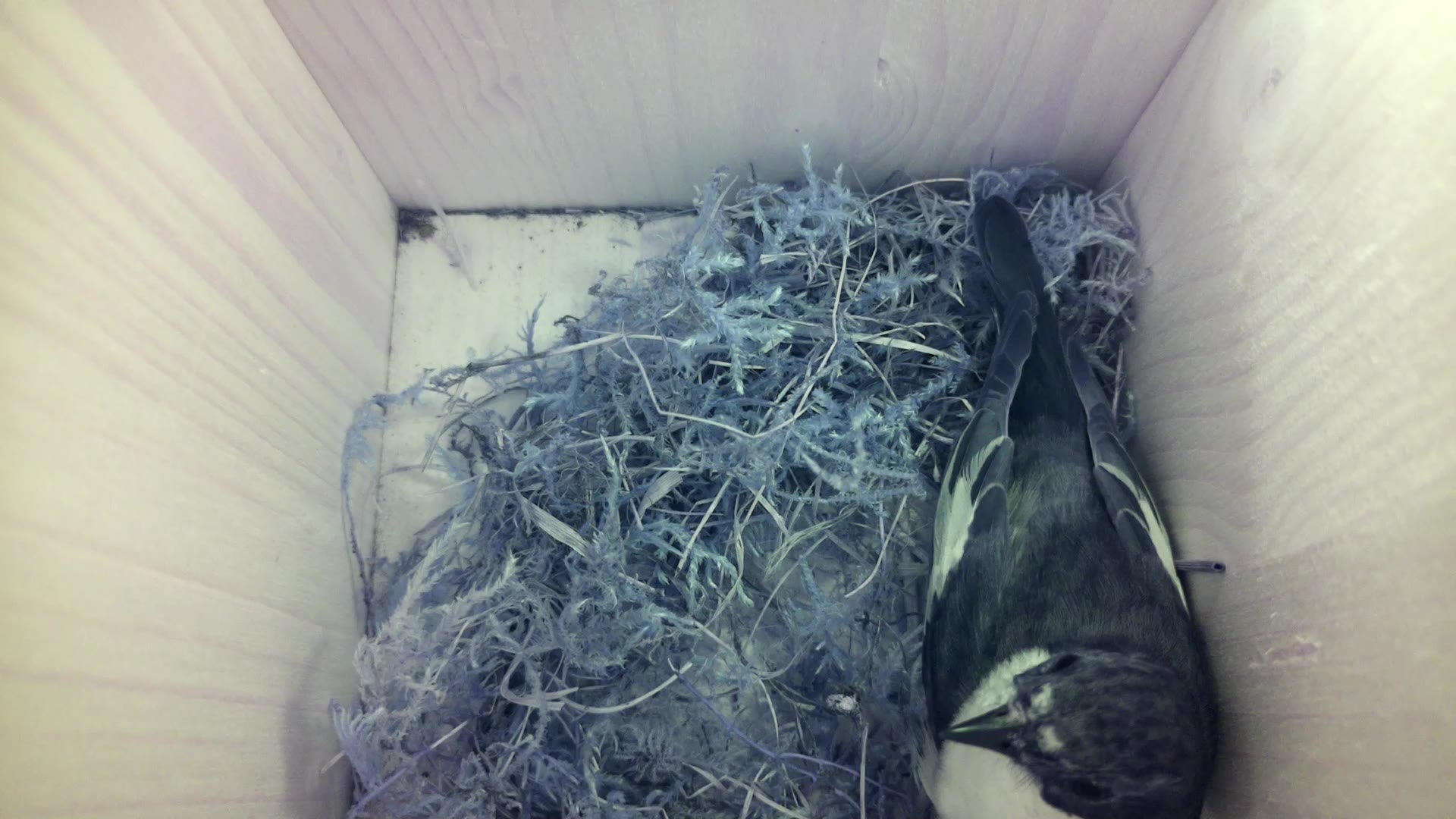 Aufnahme aus dem Vogelhaus