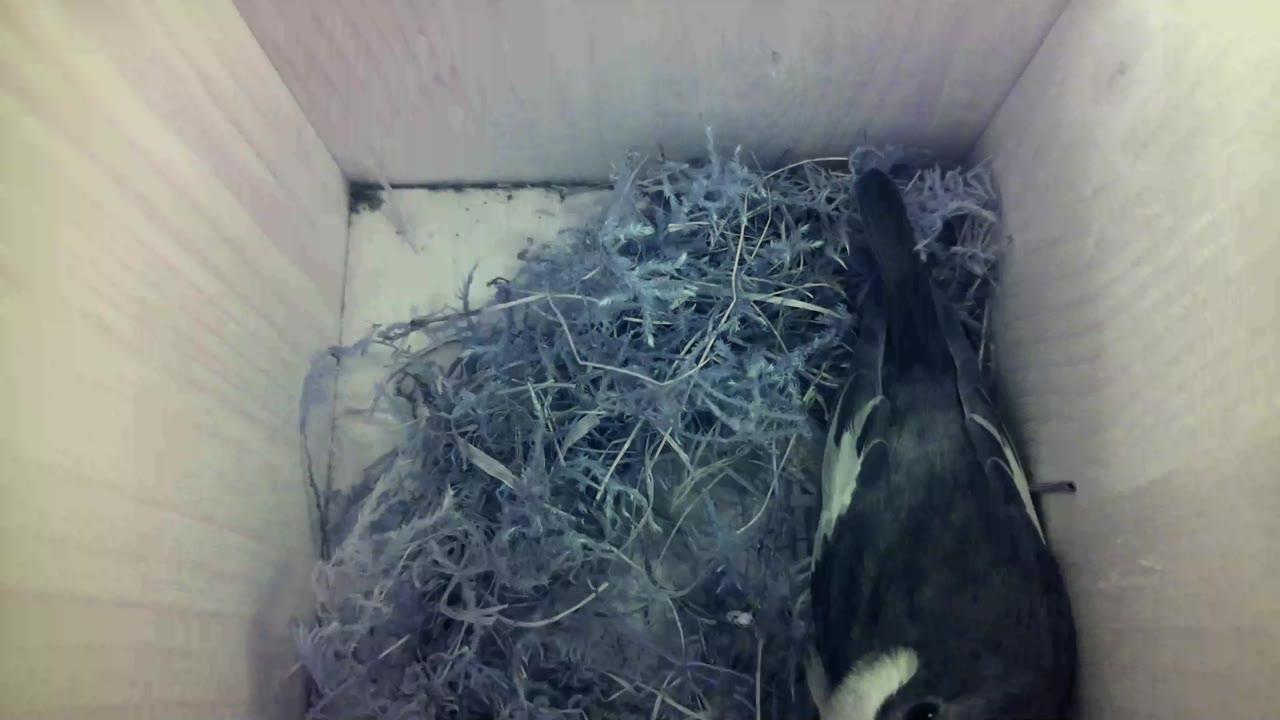 Aufnahme aus dem Vogelhaus