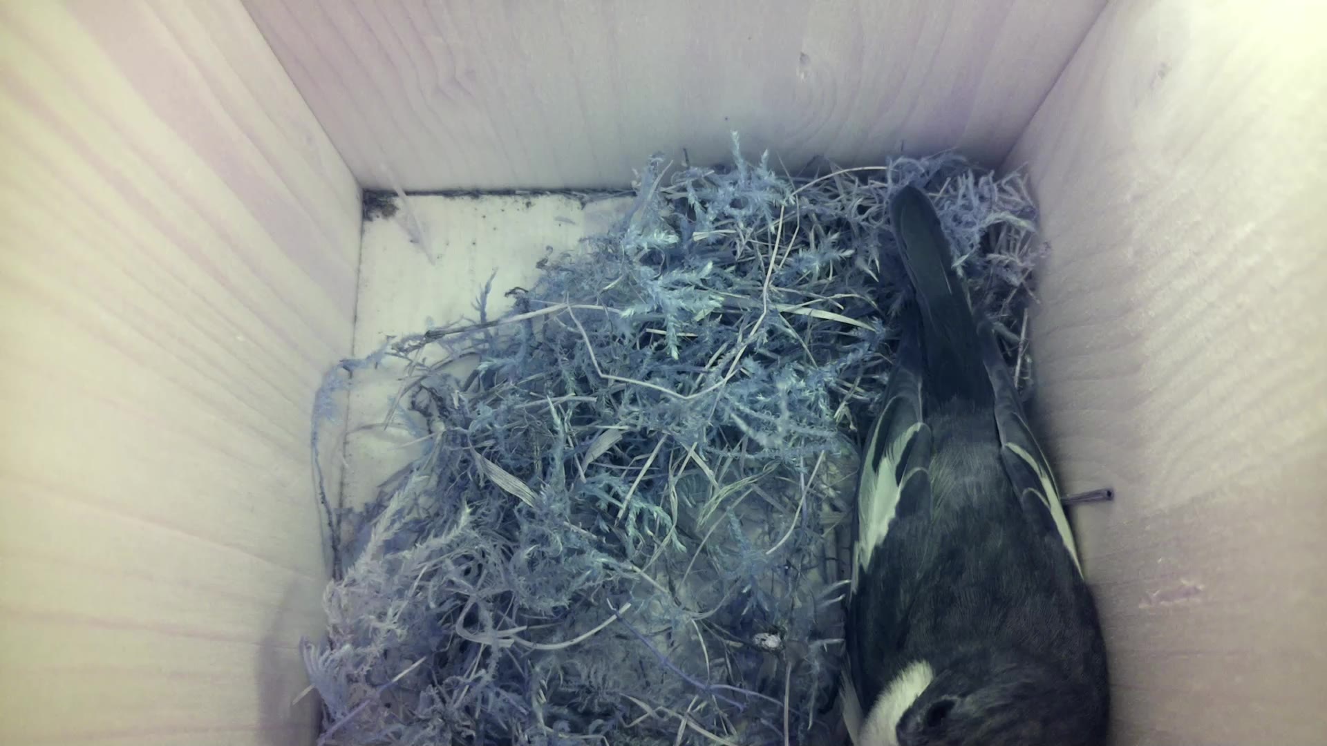 Aufnahme aus dem Vogelhaus