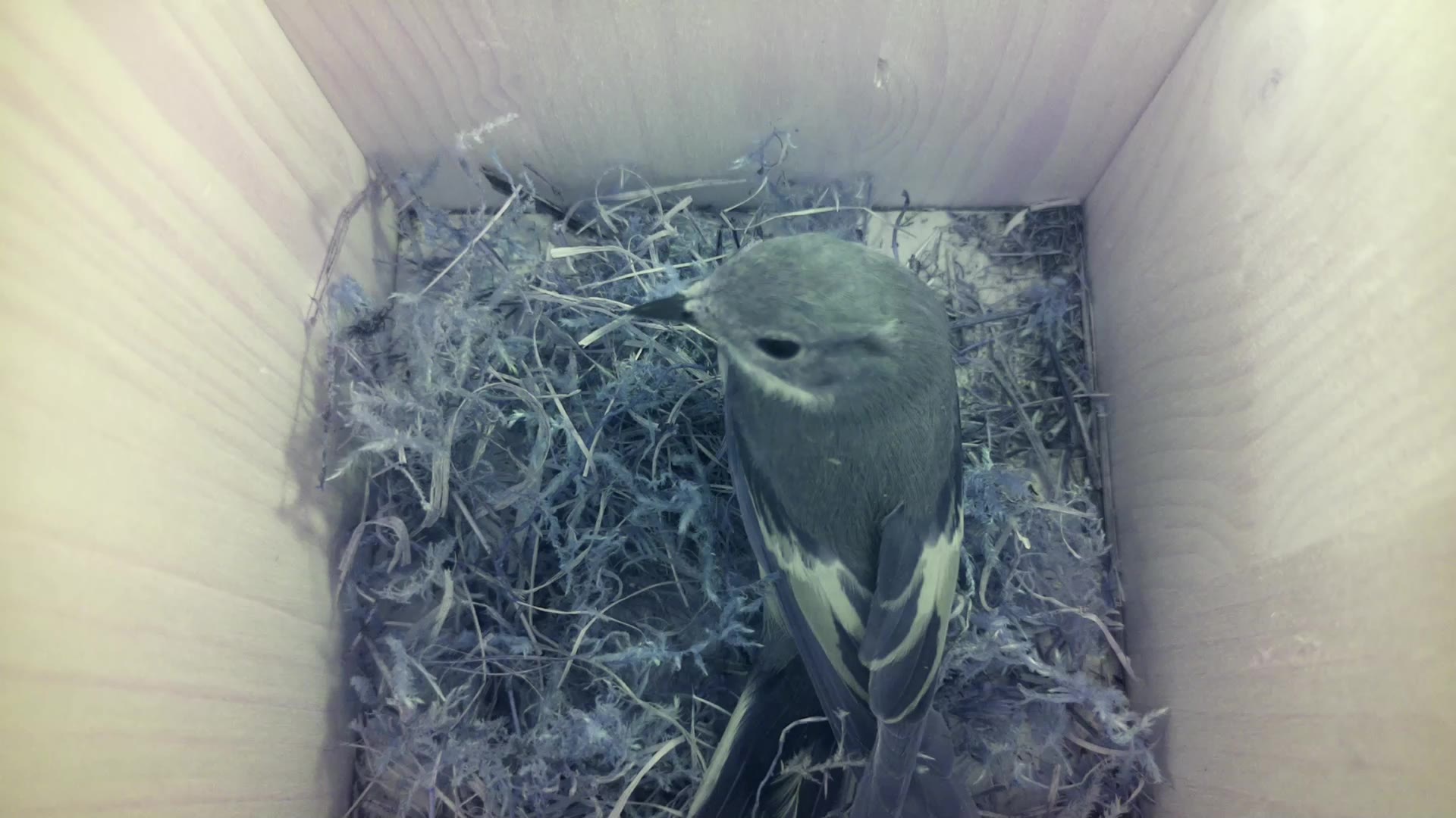 Aufnahme aus dem Vogelhaus