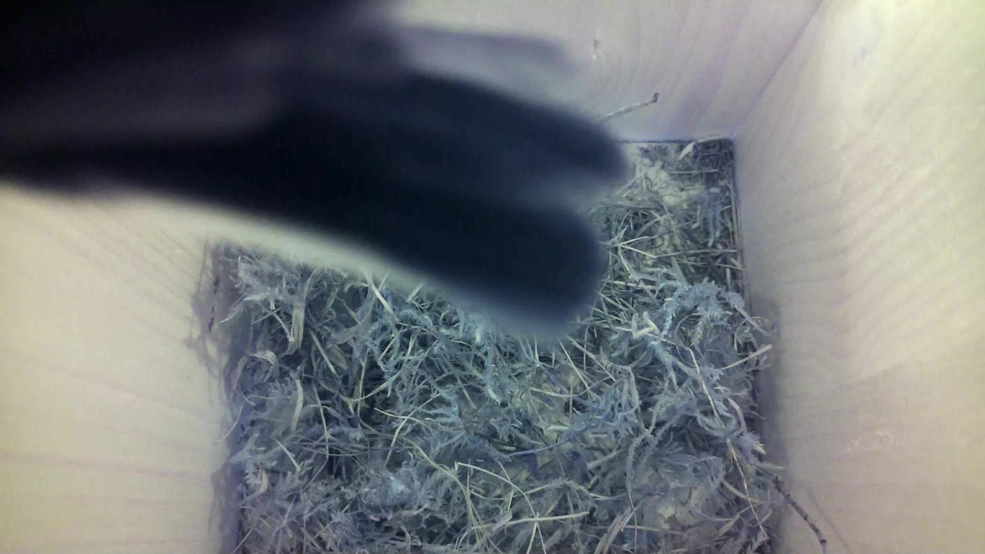Aufnahme aus dem Vogelhaus