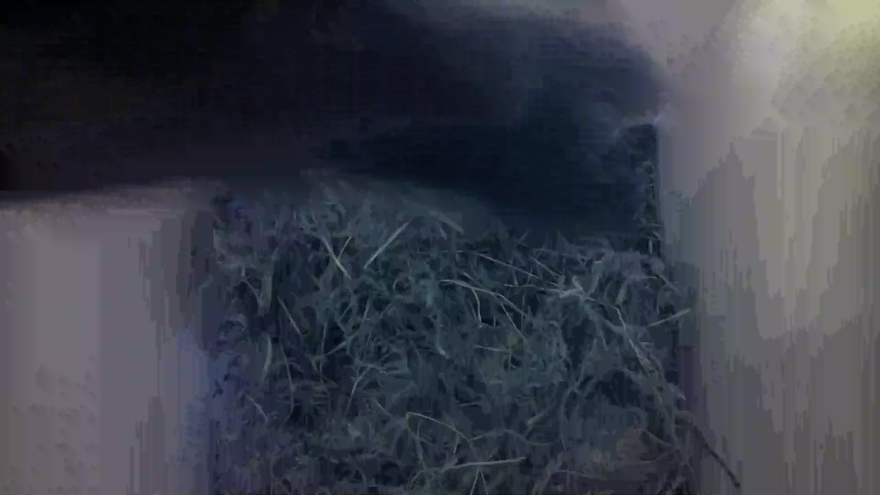 Aufnahme aus dem Vogelhaus