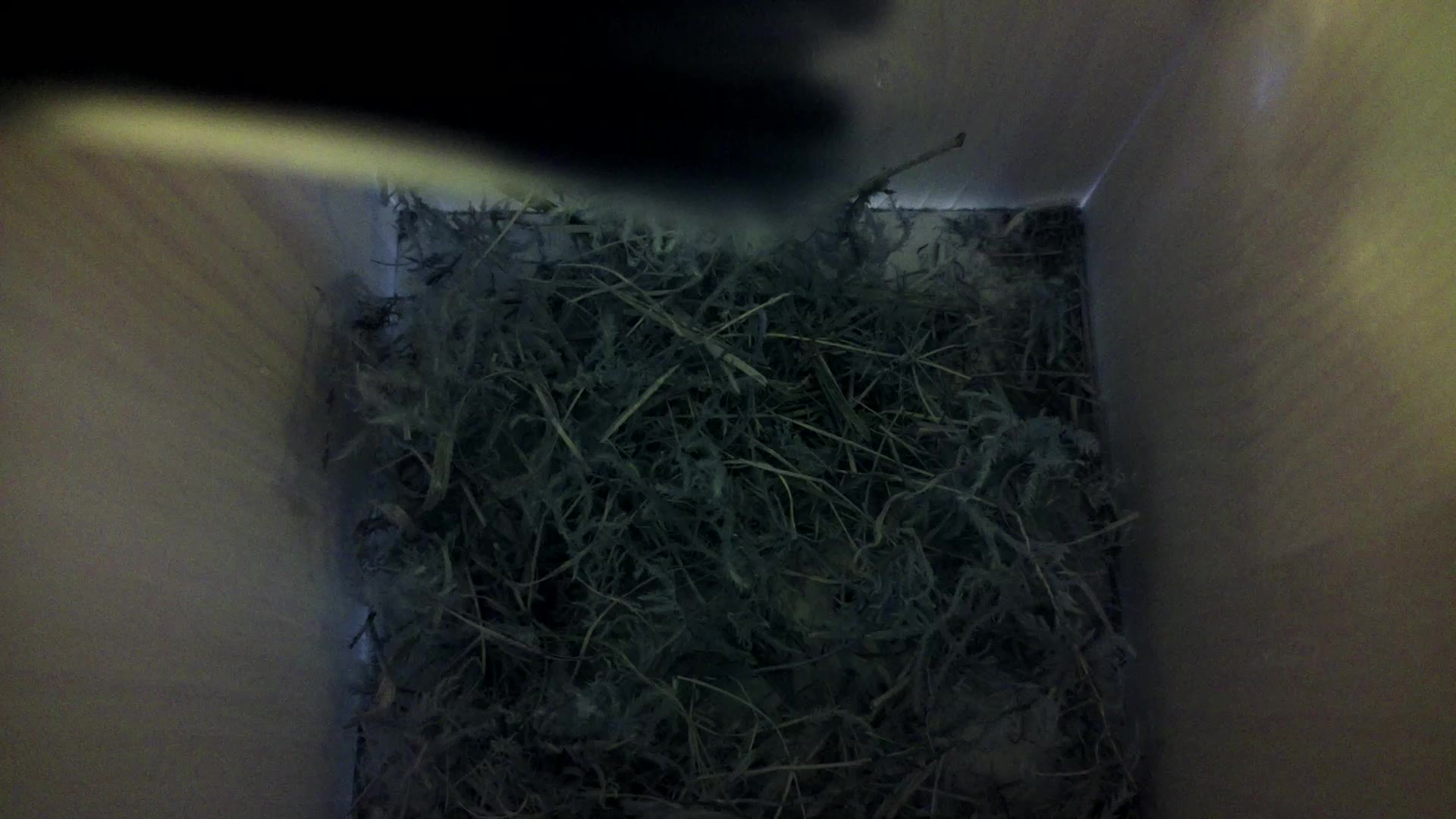 Aufnahme aus dem Vogelhaus