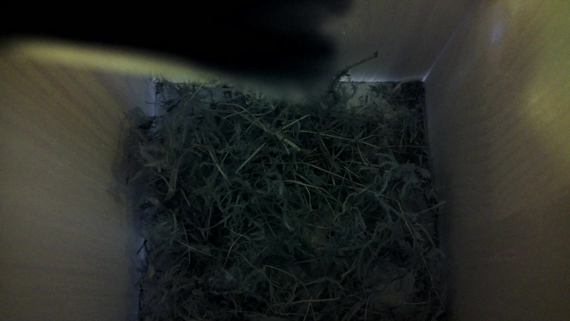 Aufnahme aus dem Vogelhaus