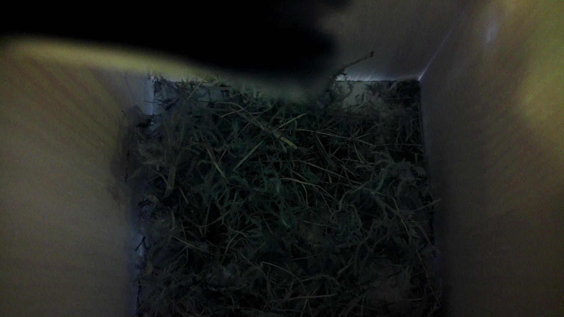 Aufnahme aus dem Vogelhaus